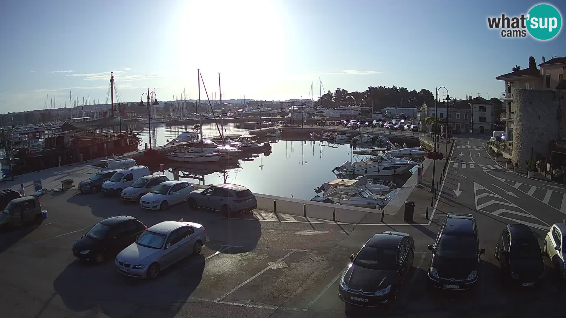 Novigrad | Porporela marina