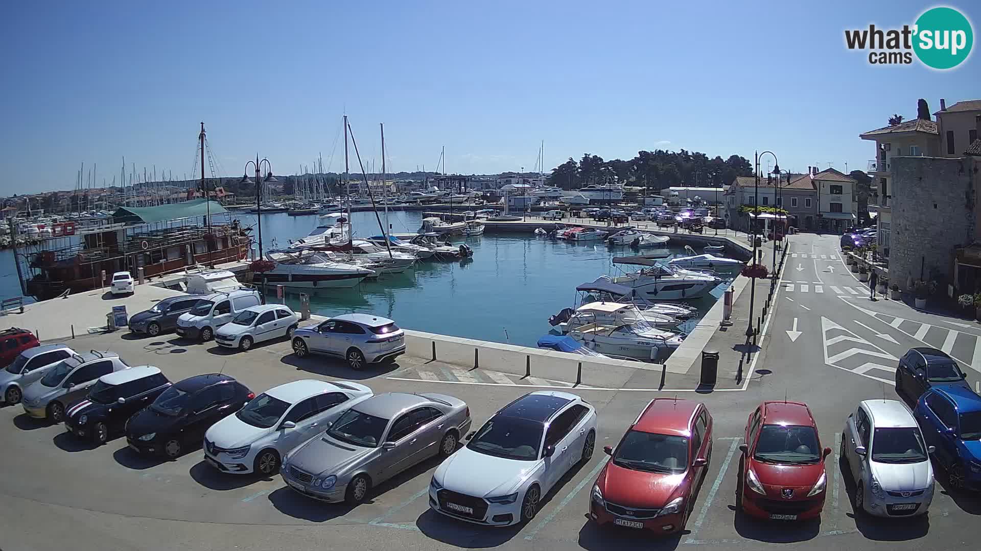 Novigrad | Porporela marina