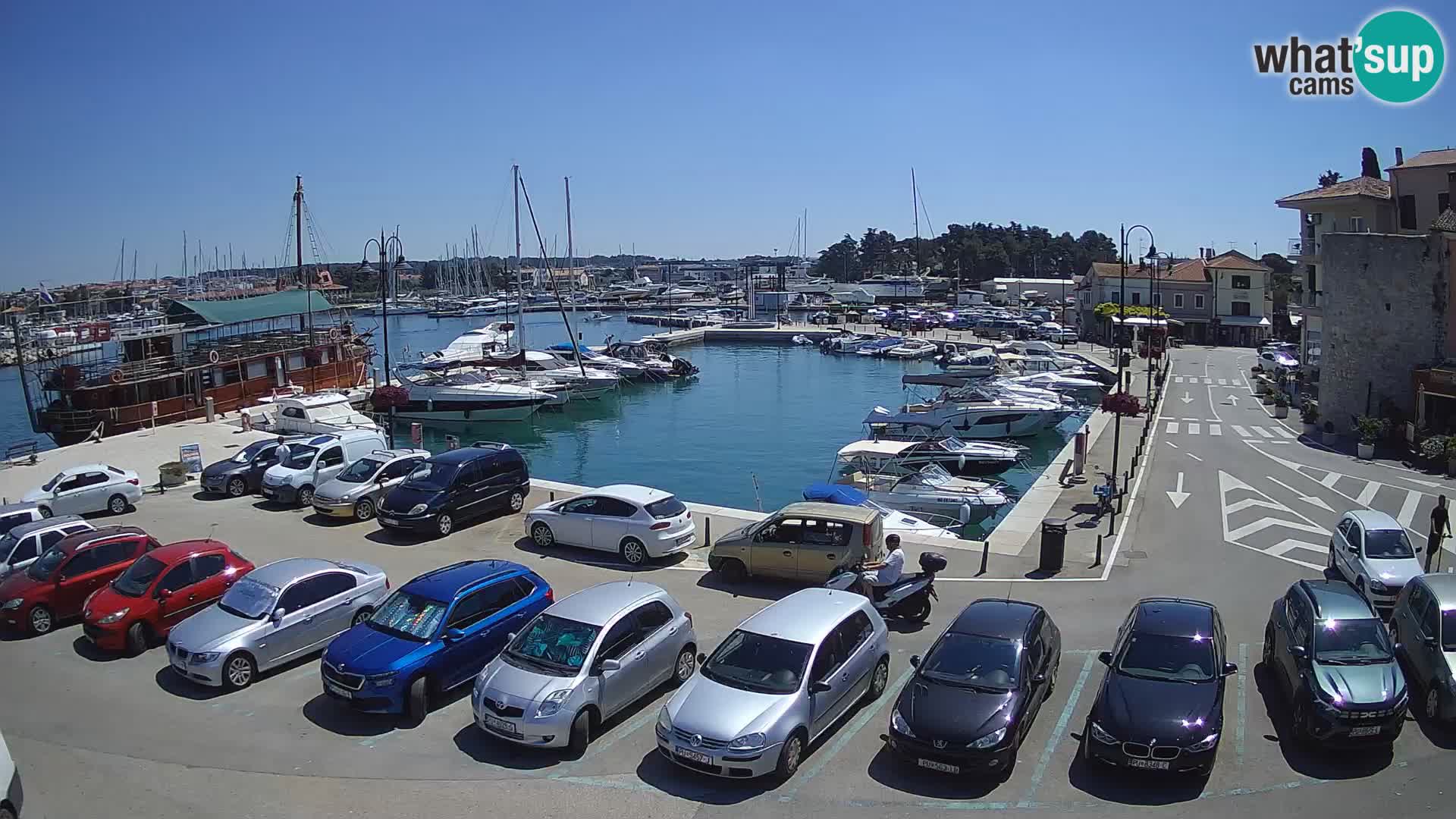 Novigrad | Porporela marina