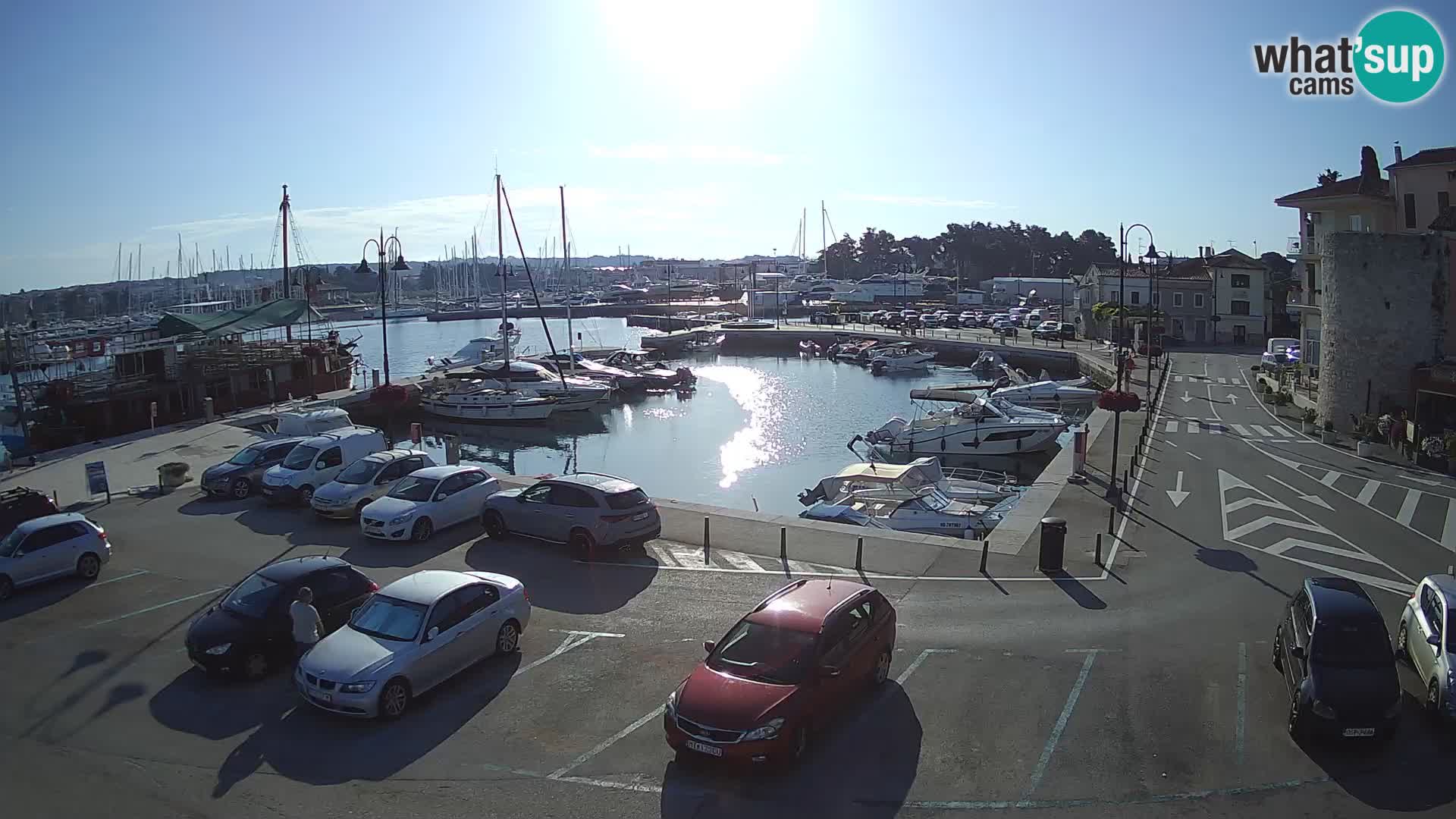 Novigrad | Porporela marina
