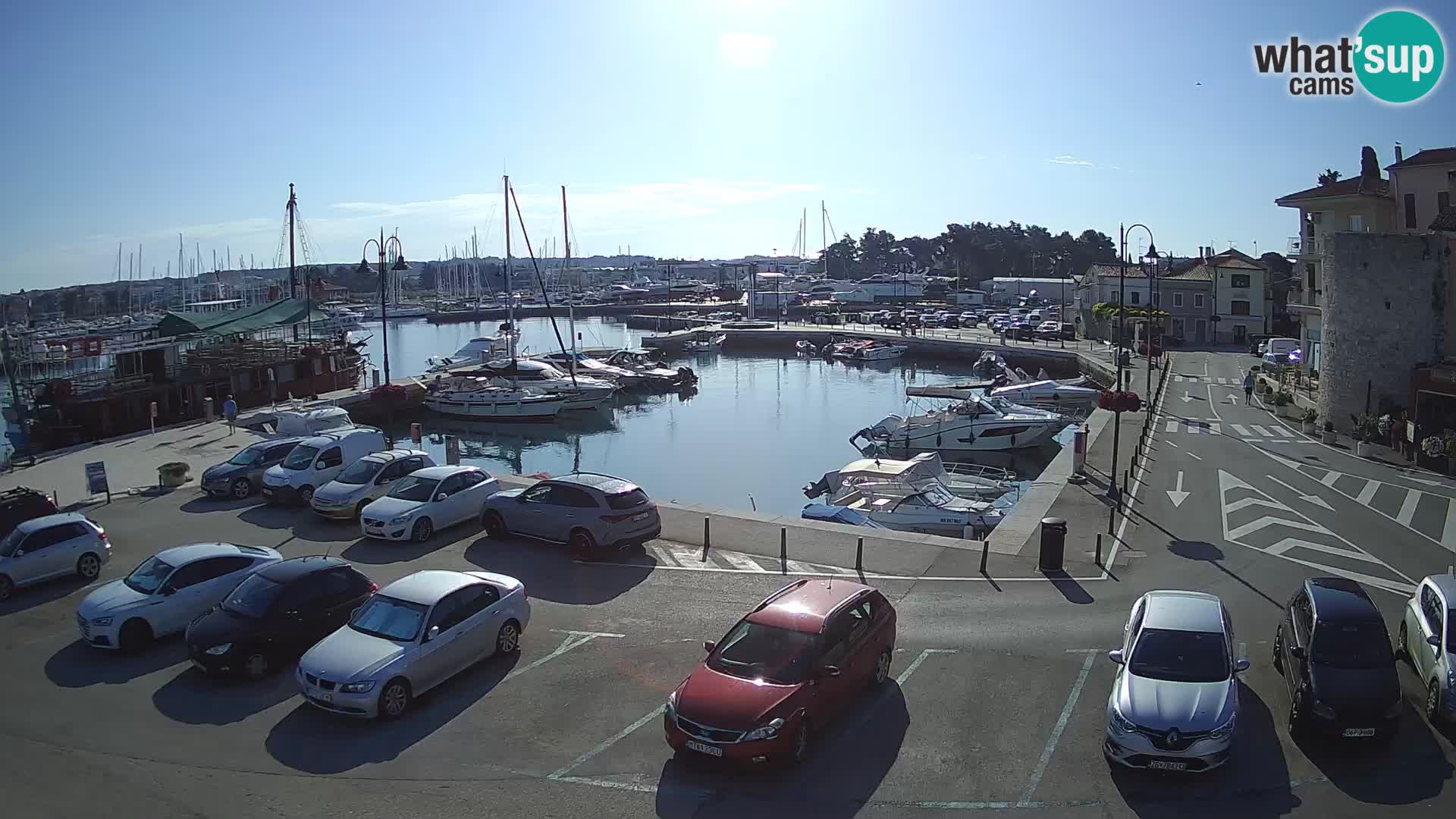 Novigrad | Porporela marina