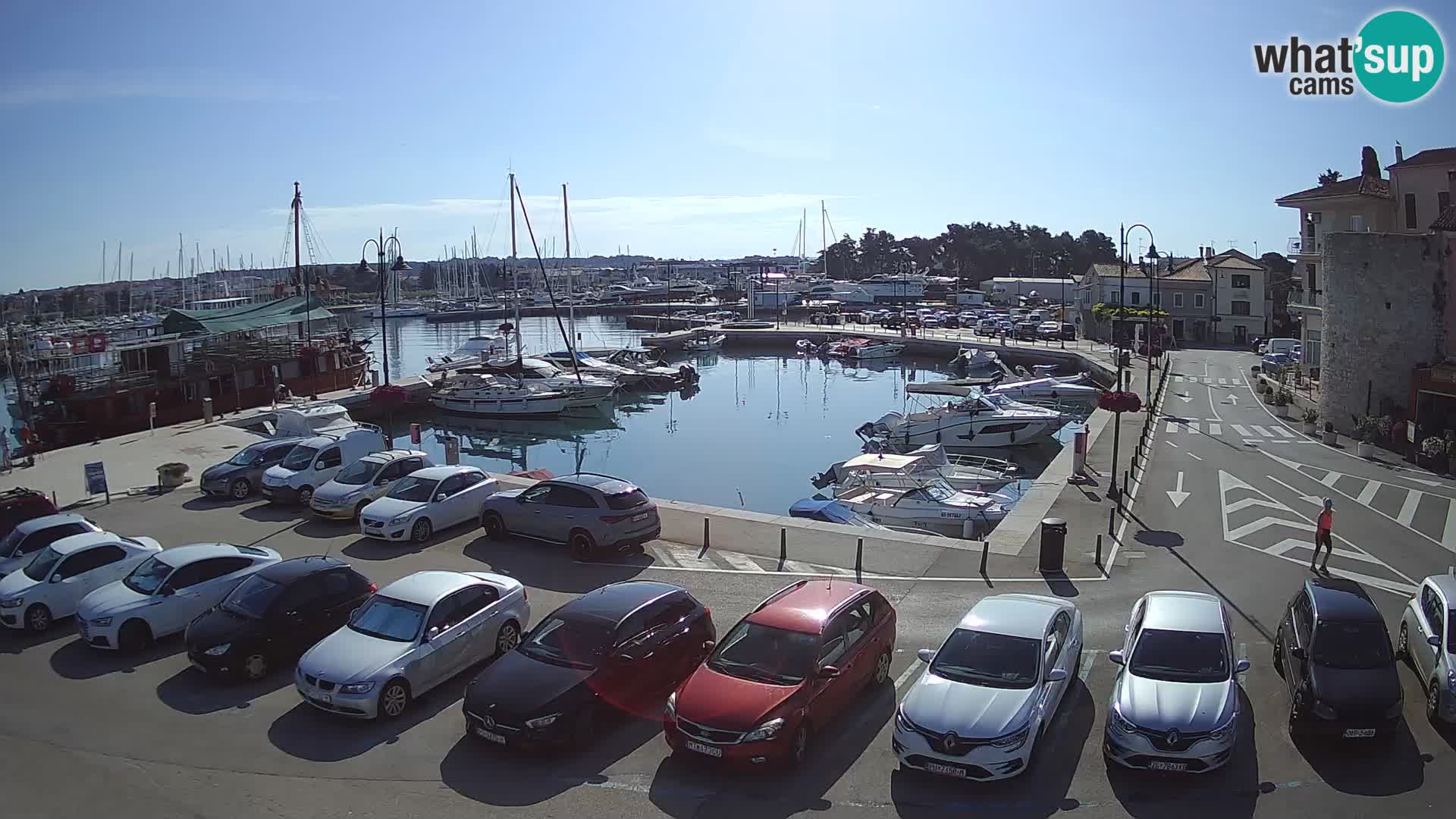 Novigrad | Porporela marina