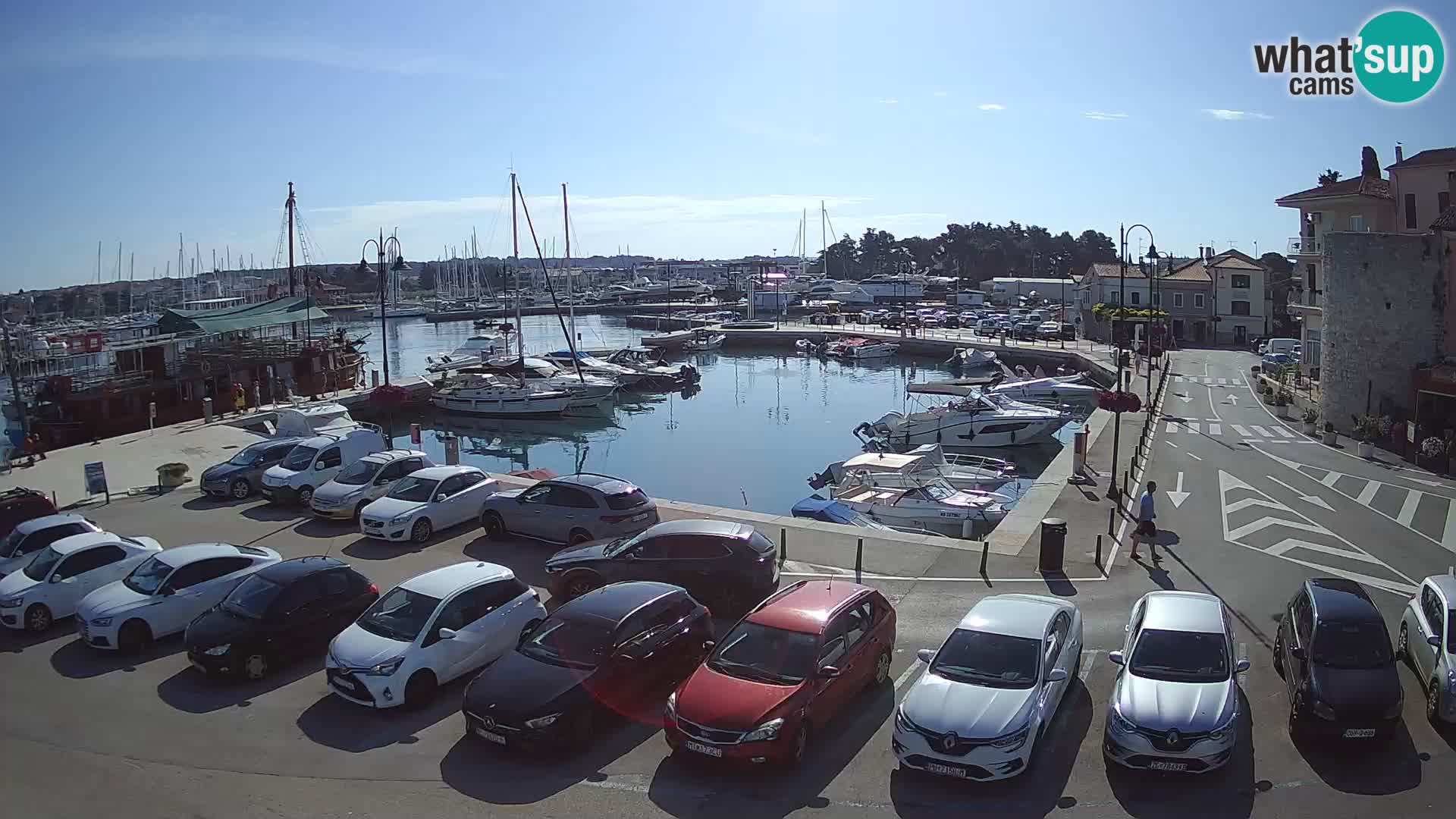 Novigrad | Porporela marina