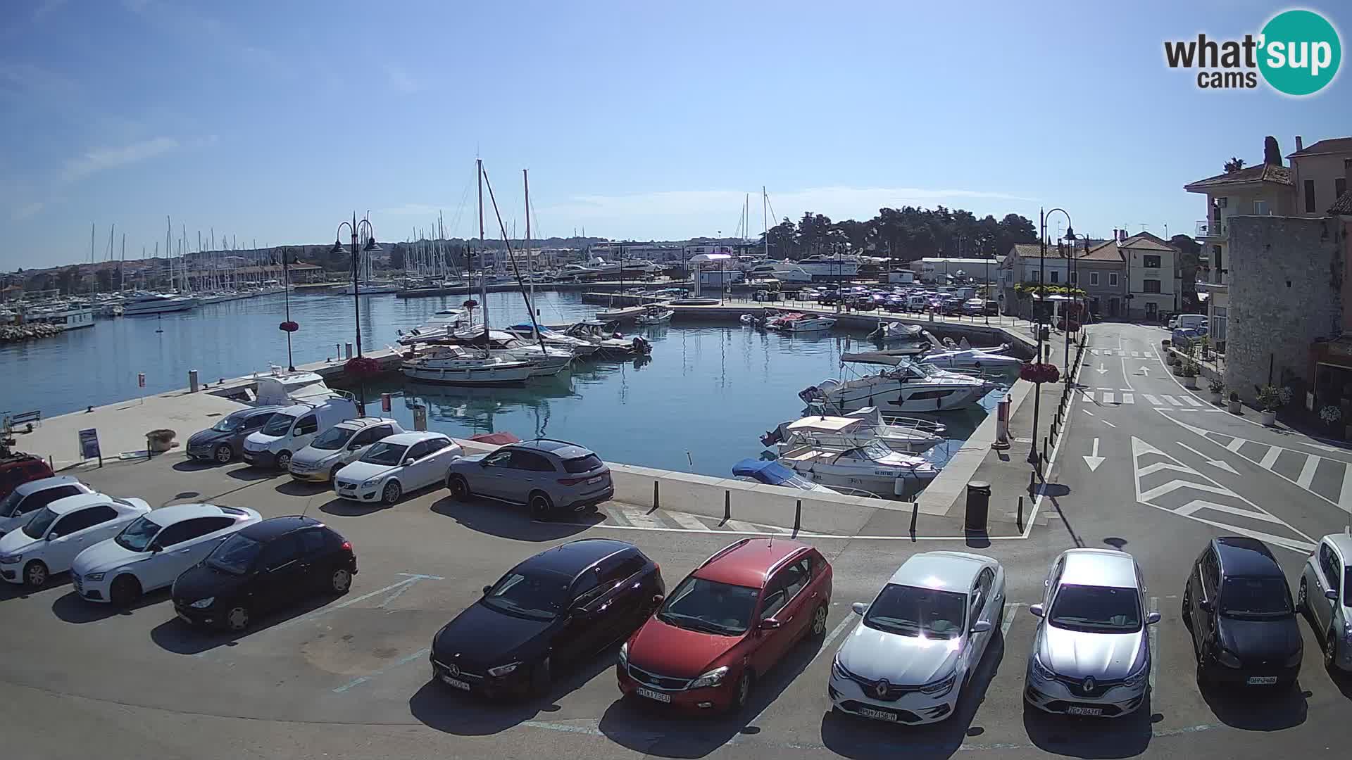 Novigrad | Porporela marina