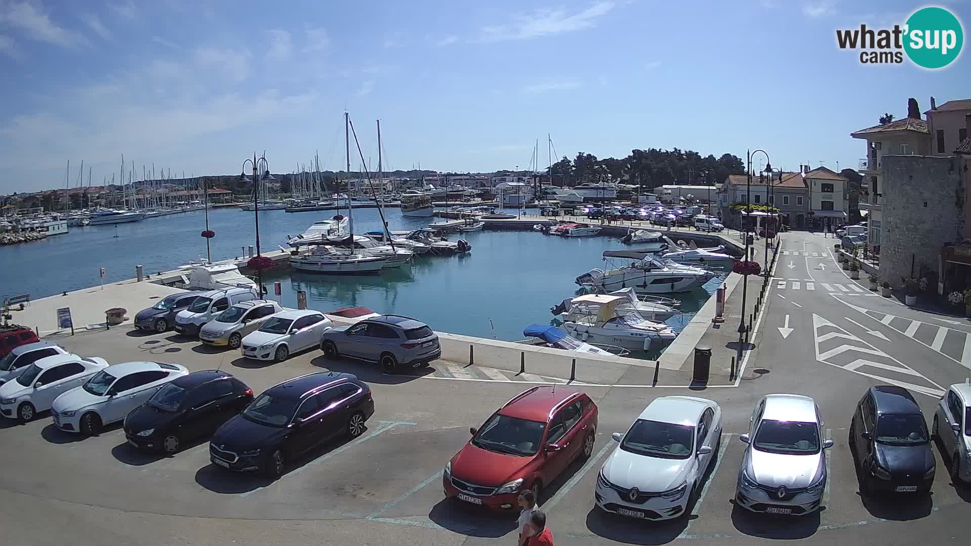 Novigrad | Porporela marina
