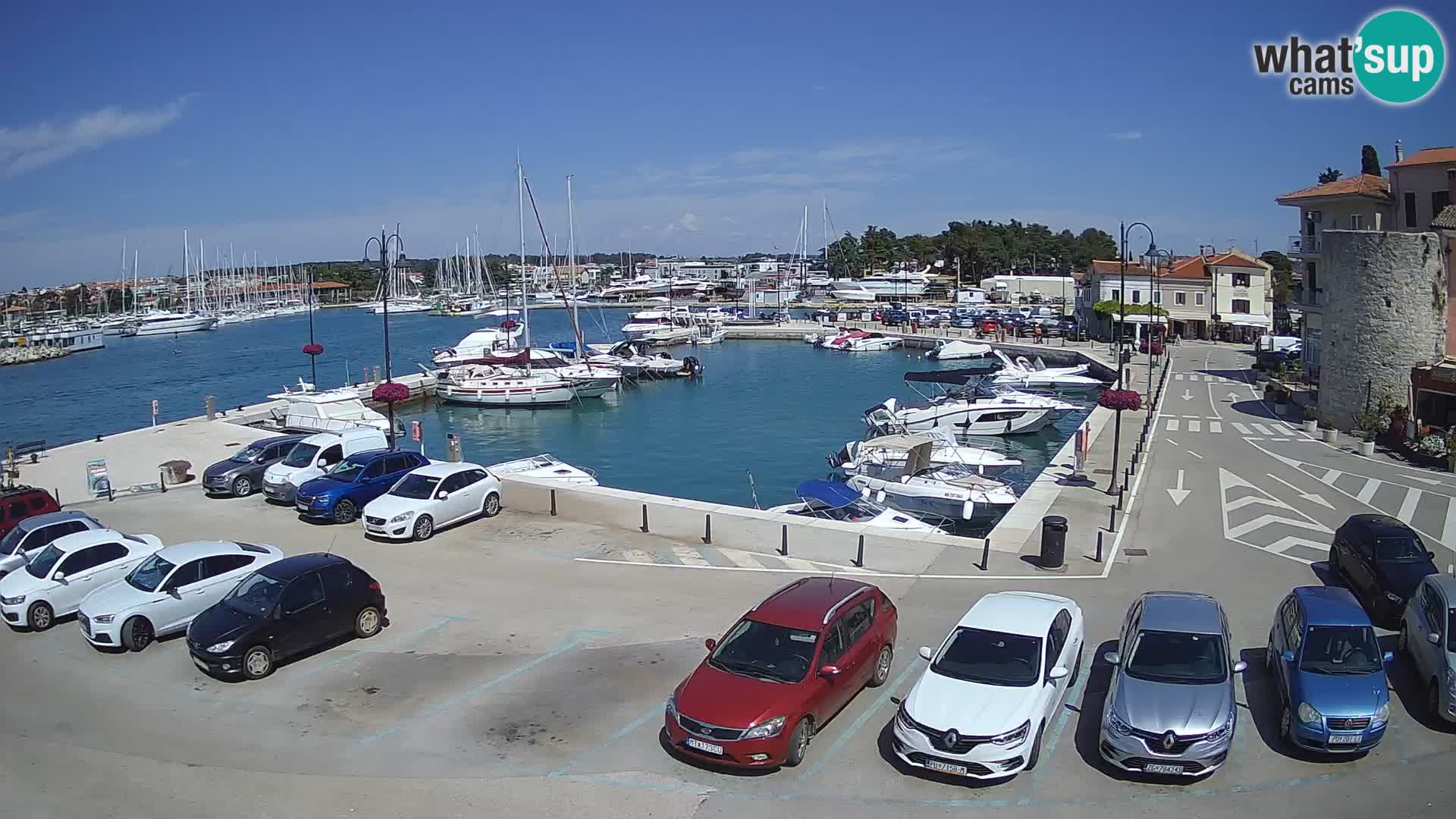 Novigrad | Porporela marina