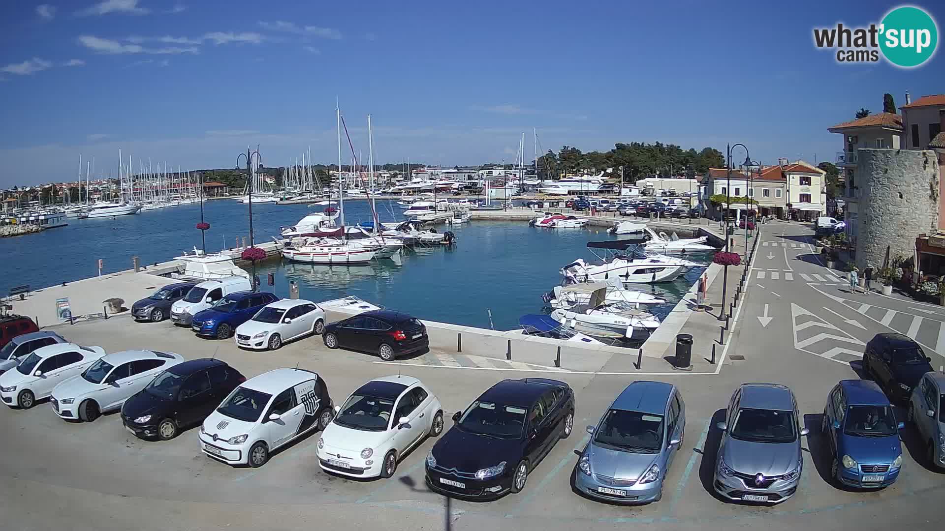Novigrad | Porporela marina