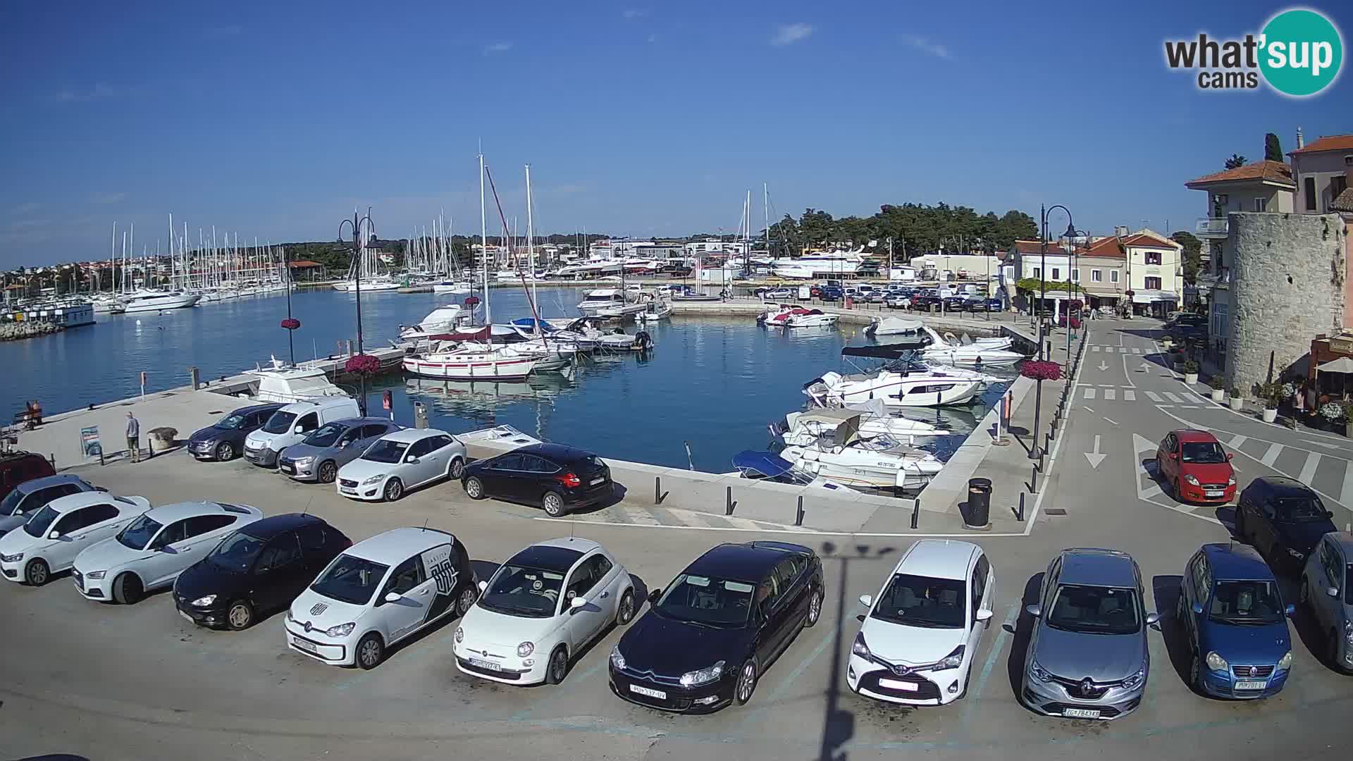 Novigrad | Porporela marina