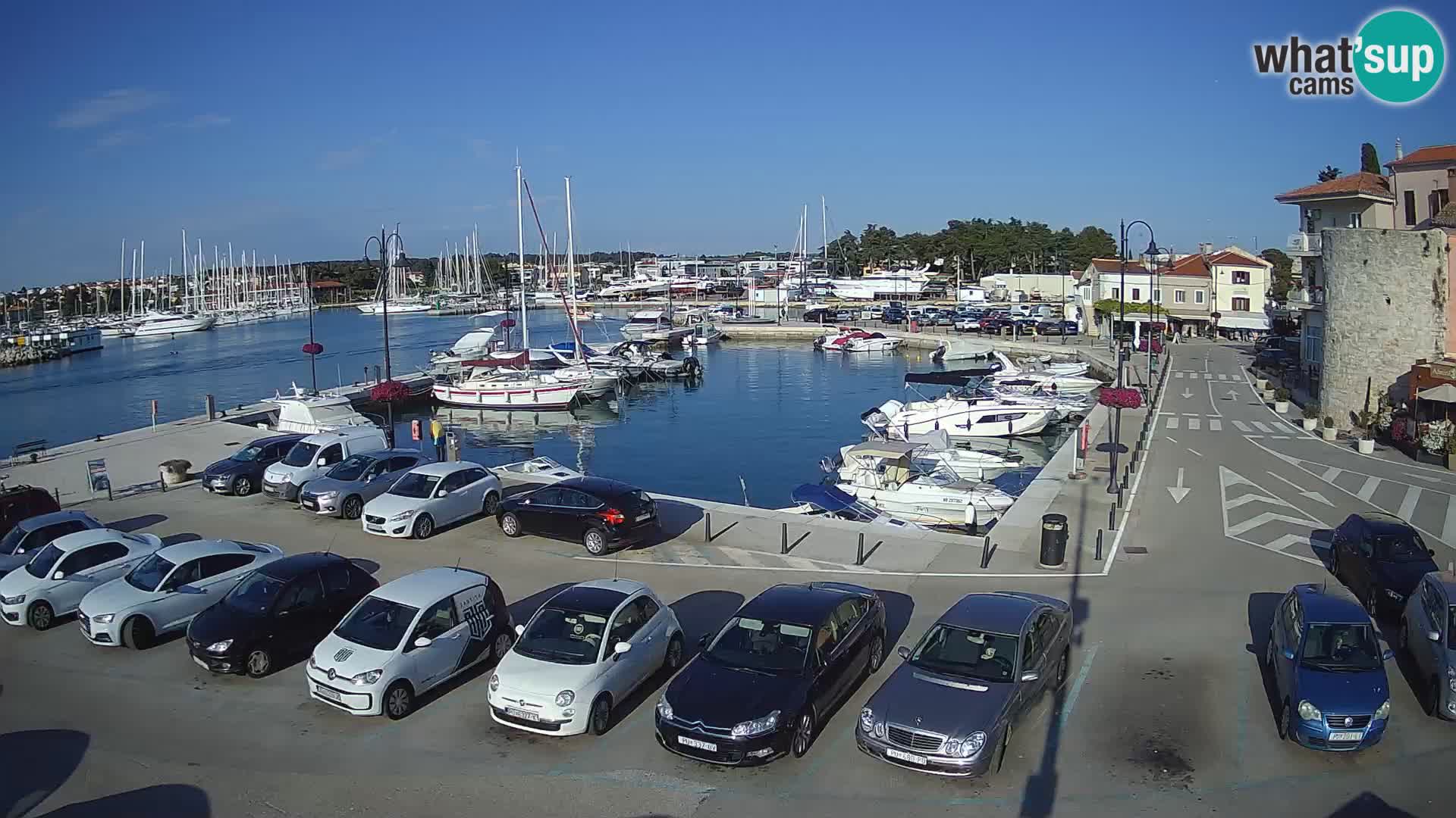 Novigrad | Porporela marina