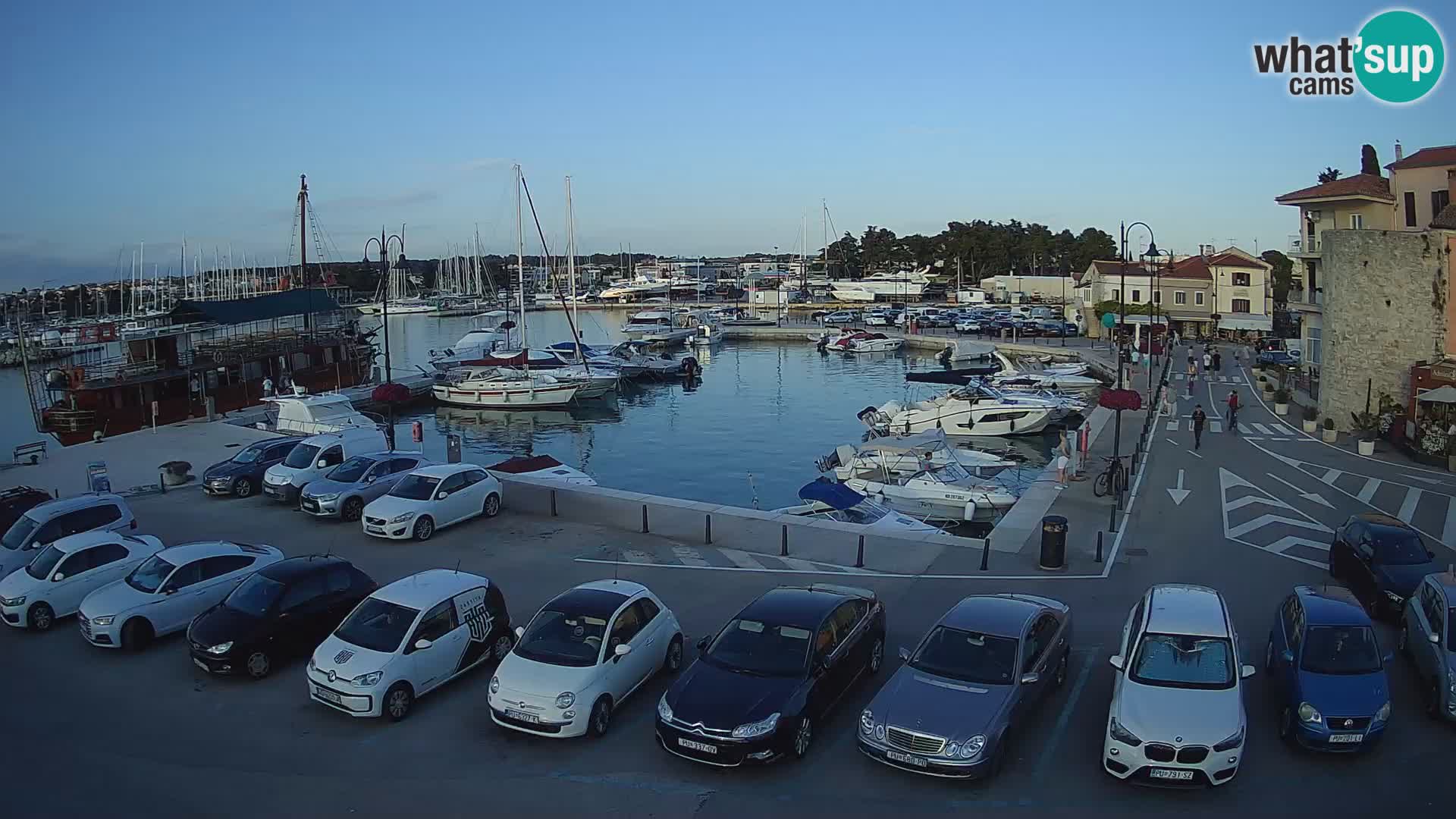 Novigrad | Porporela marina