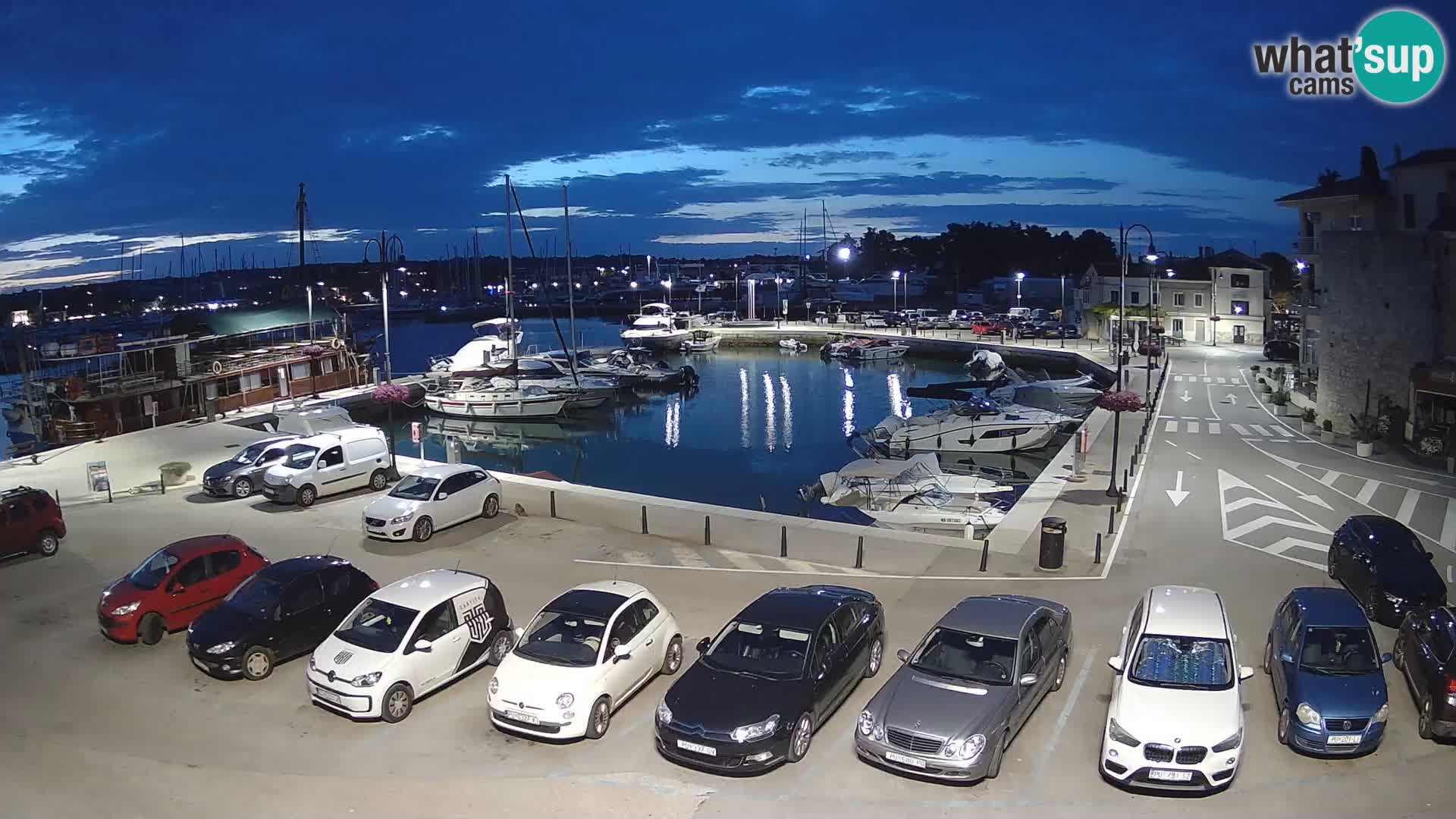 Novigrad | Porporela marina