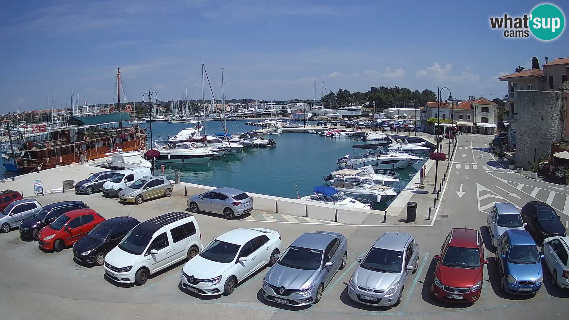 Novigrad | Porporela marina