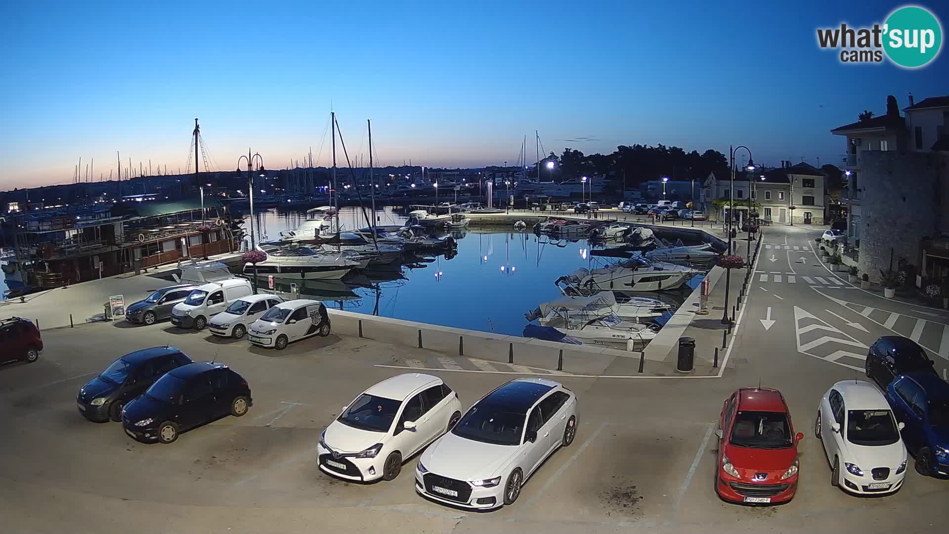 Novigrad | Porporela marina