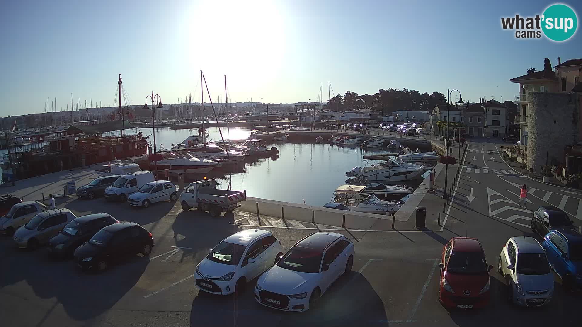 Novigrad | Porporela marina