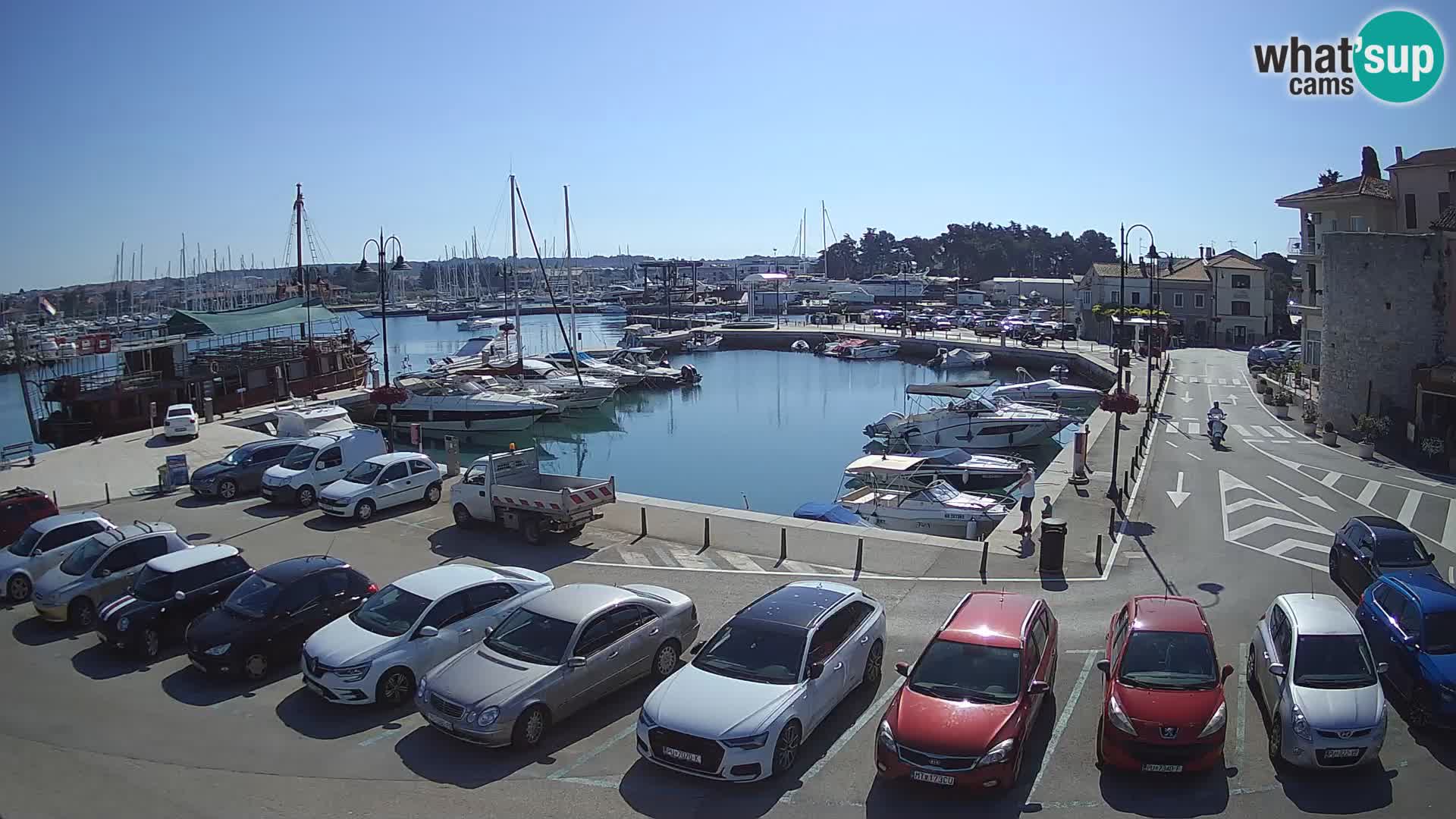 Novigrad | Porporela marina