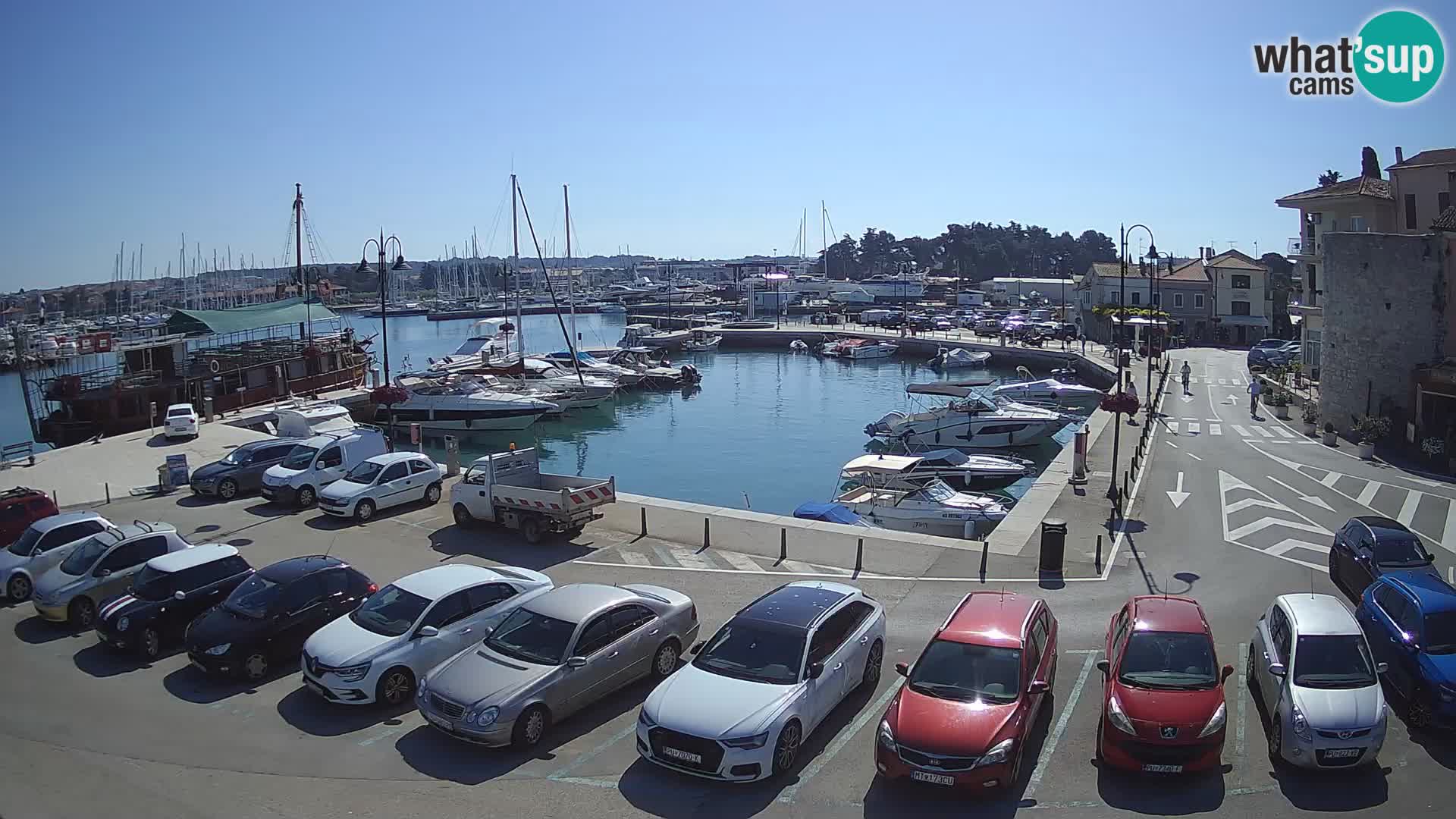 Novigrad | Porporela marina
