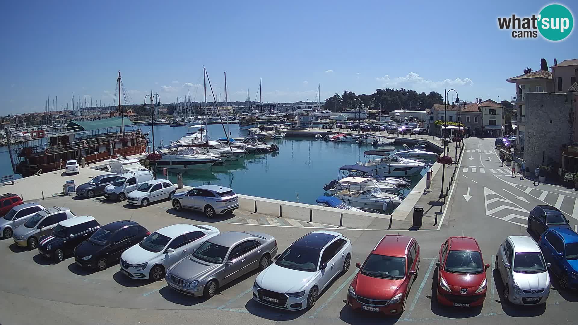 Novigrad | Porporela marina