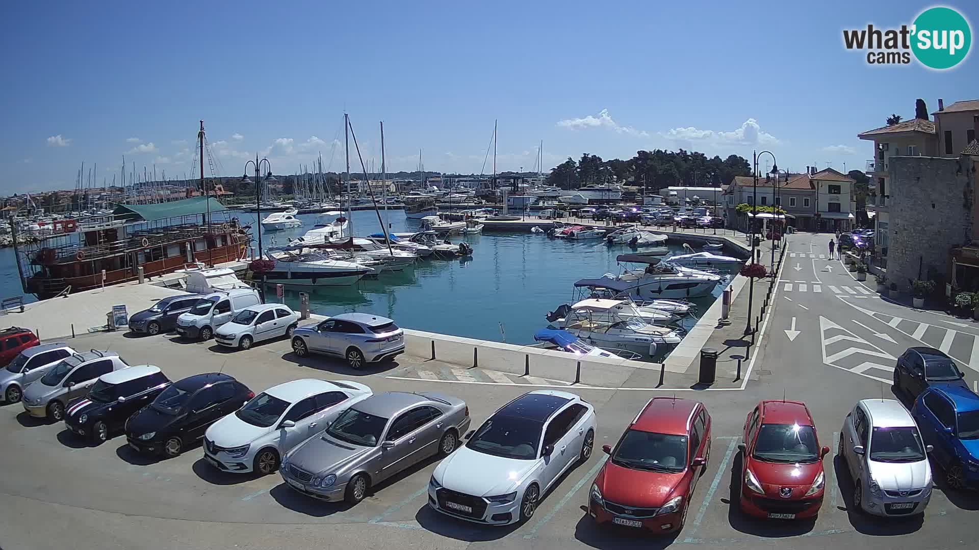 Novigrad | Porporela marina