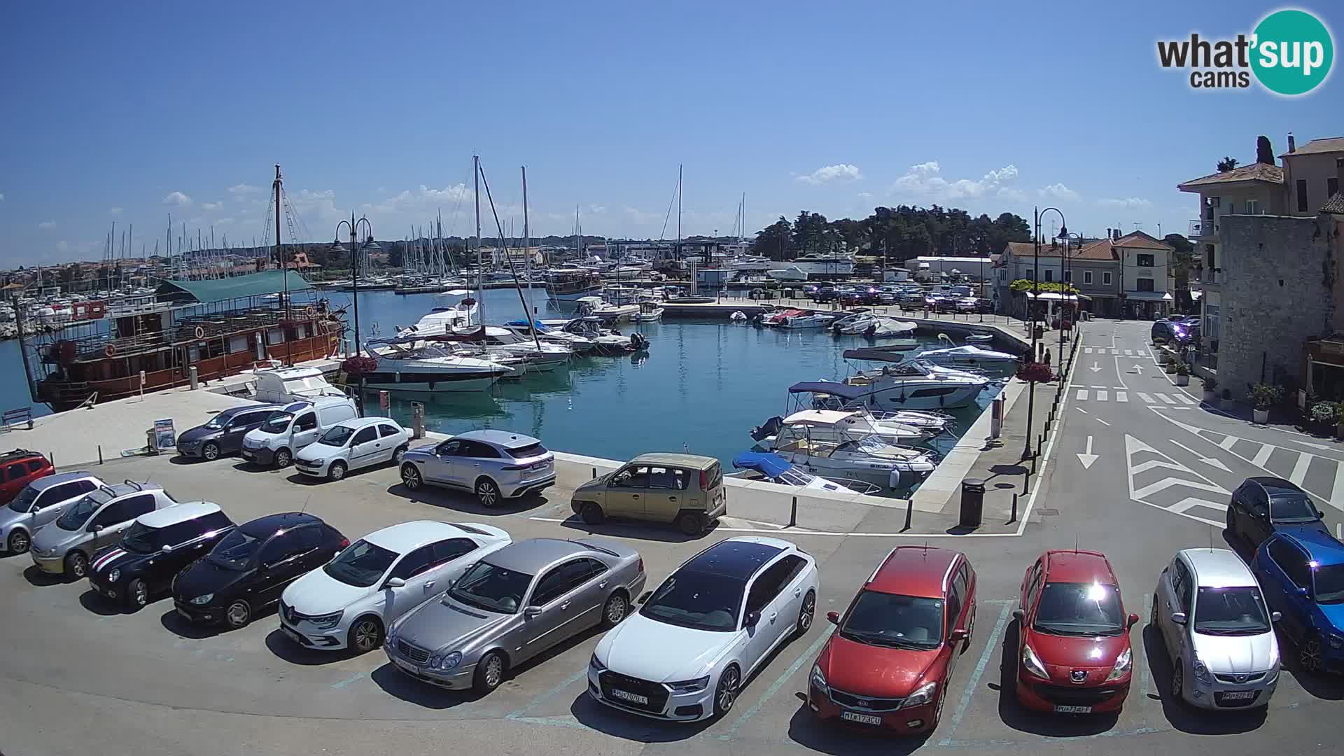 Novigrad | Porporela marina