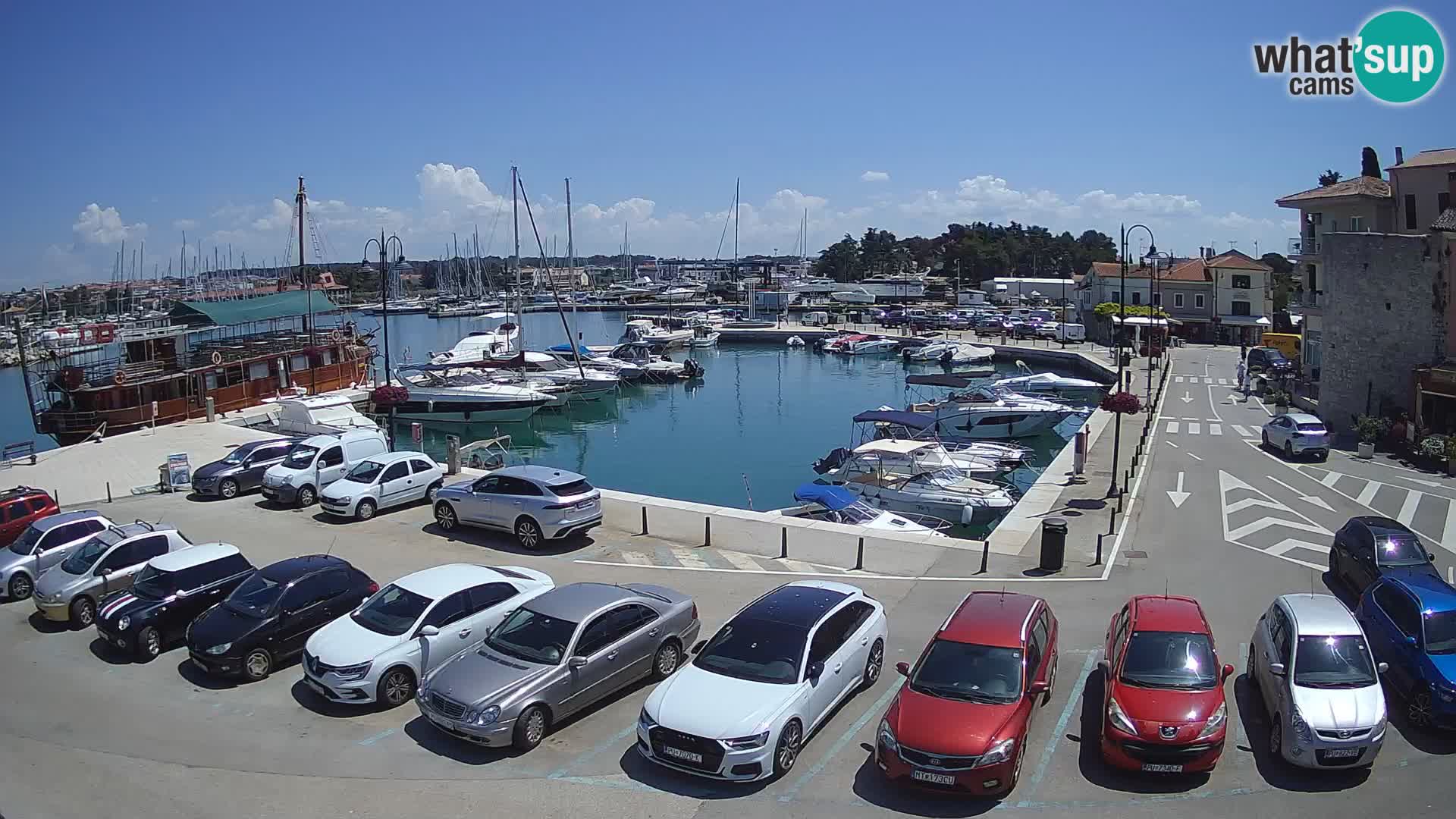 Novigrad | Porporela marina