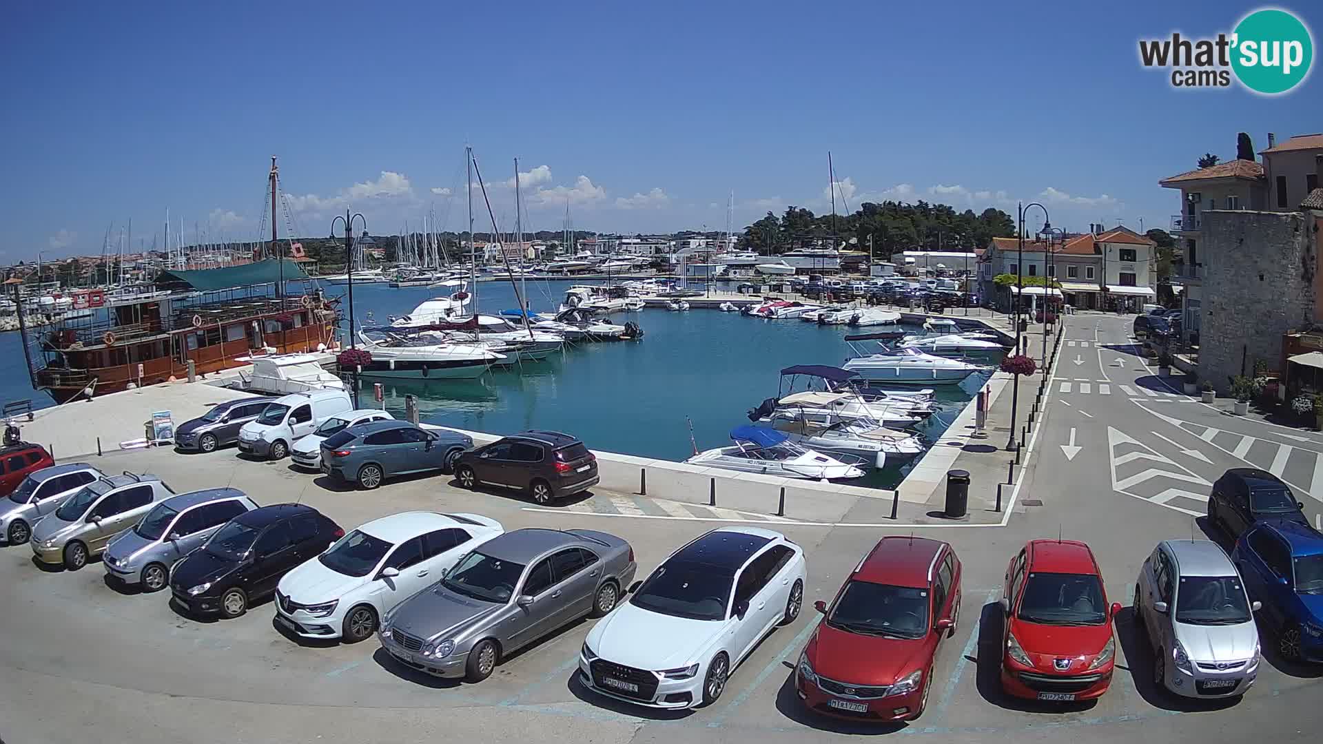 Novigrad | Porporela marina