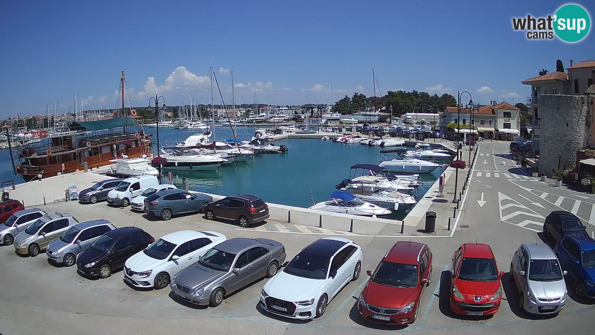 Novigrad | Porporela marina