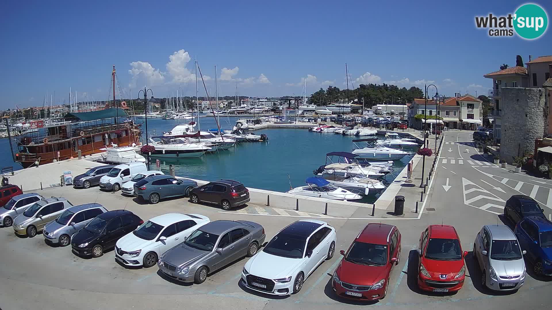 Novigrad | Porporela marina