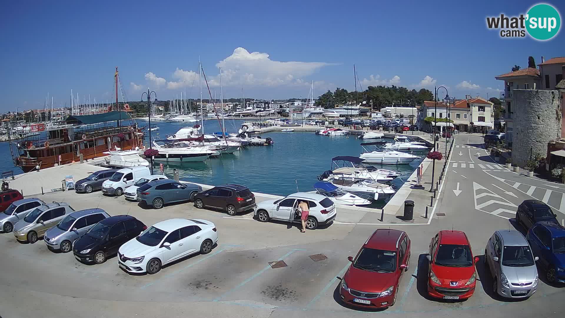 Novigrad | Porporela marina