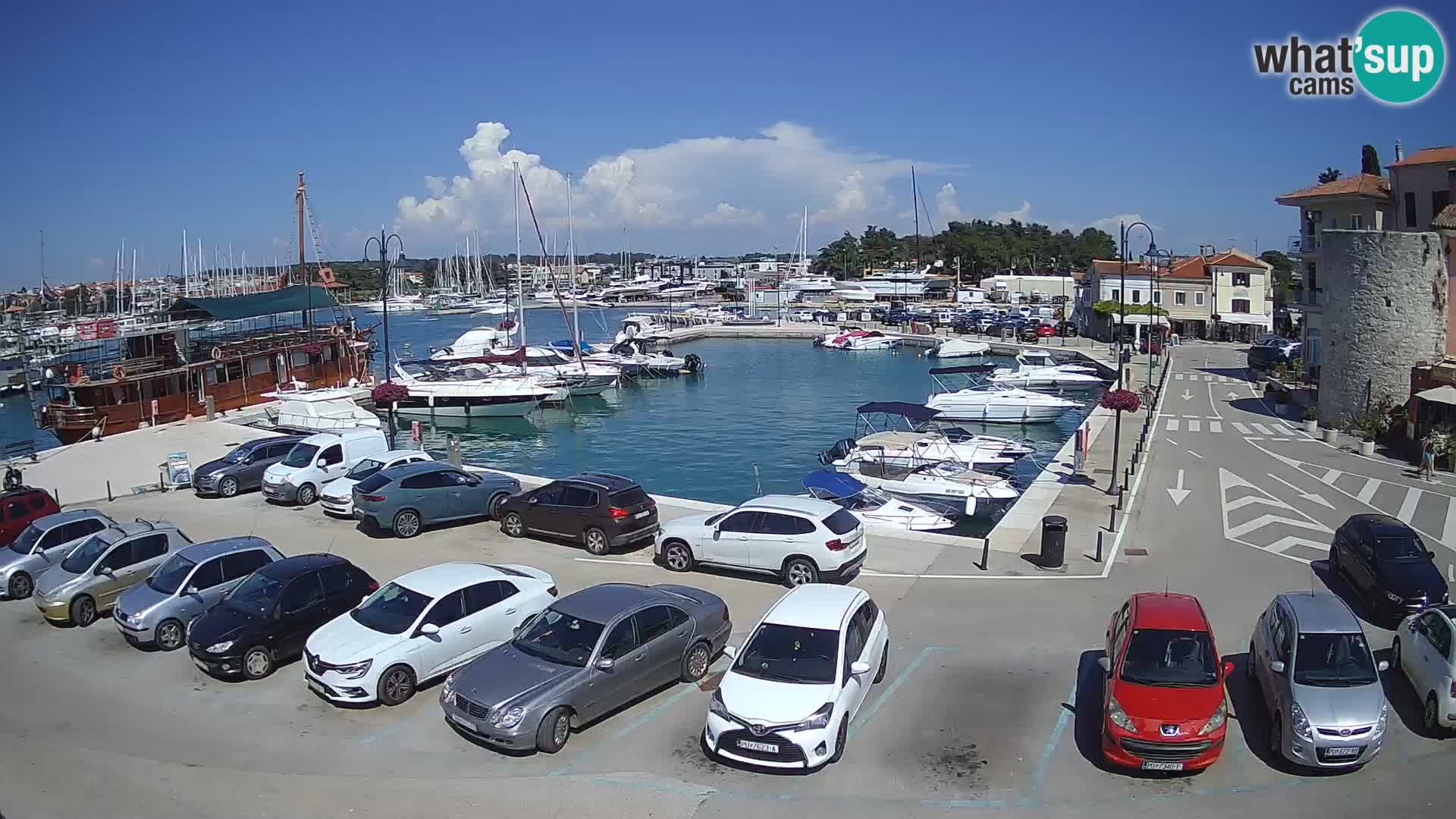 Novigrad | Porporela marina
