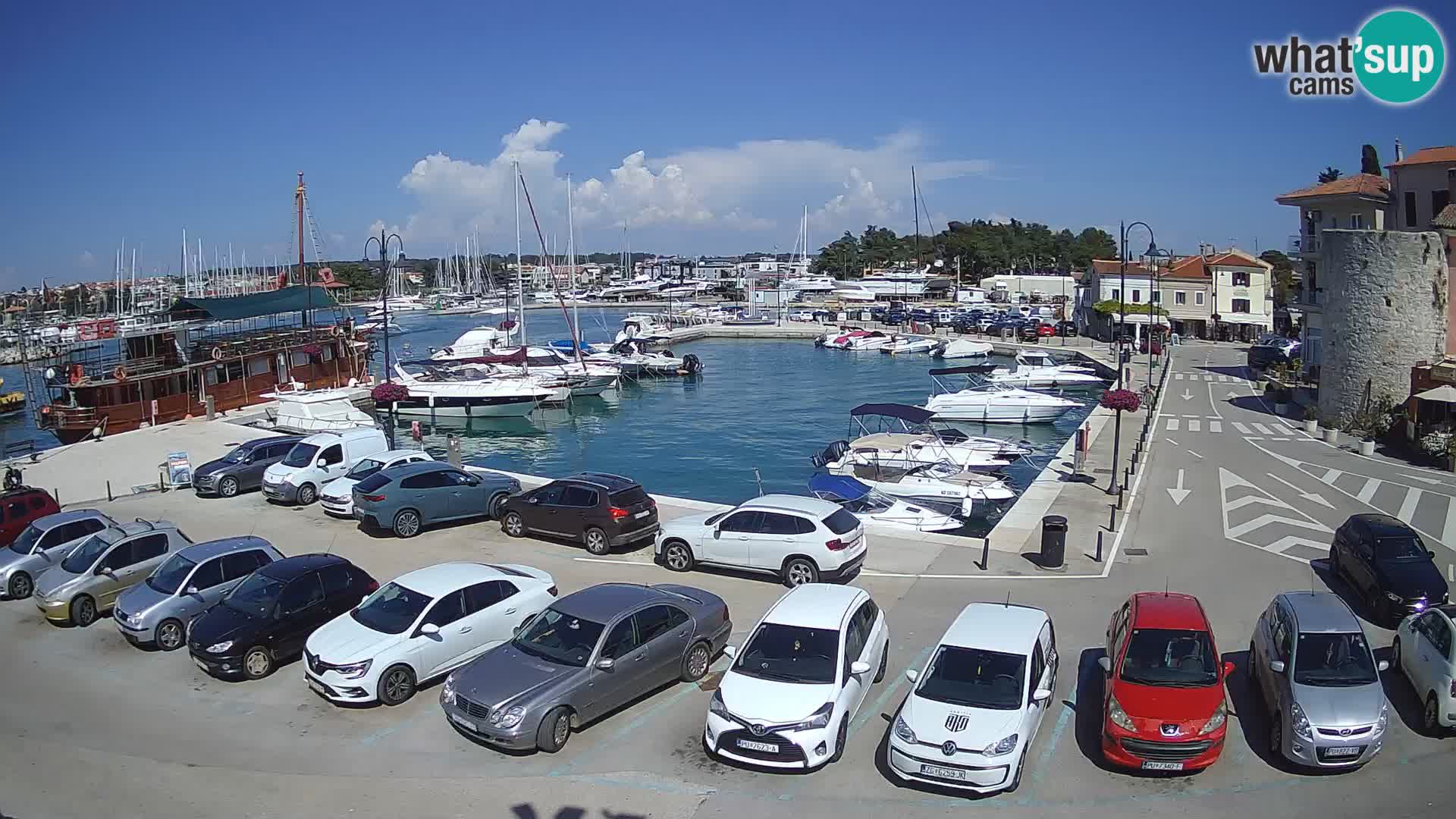 Novigrad | Porporela marina