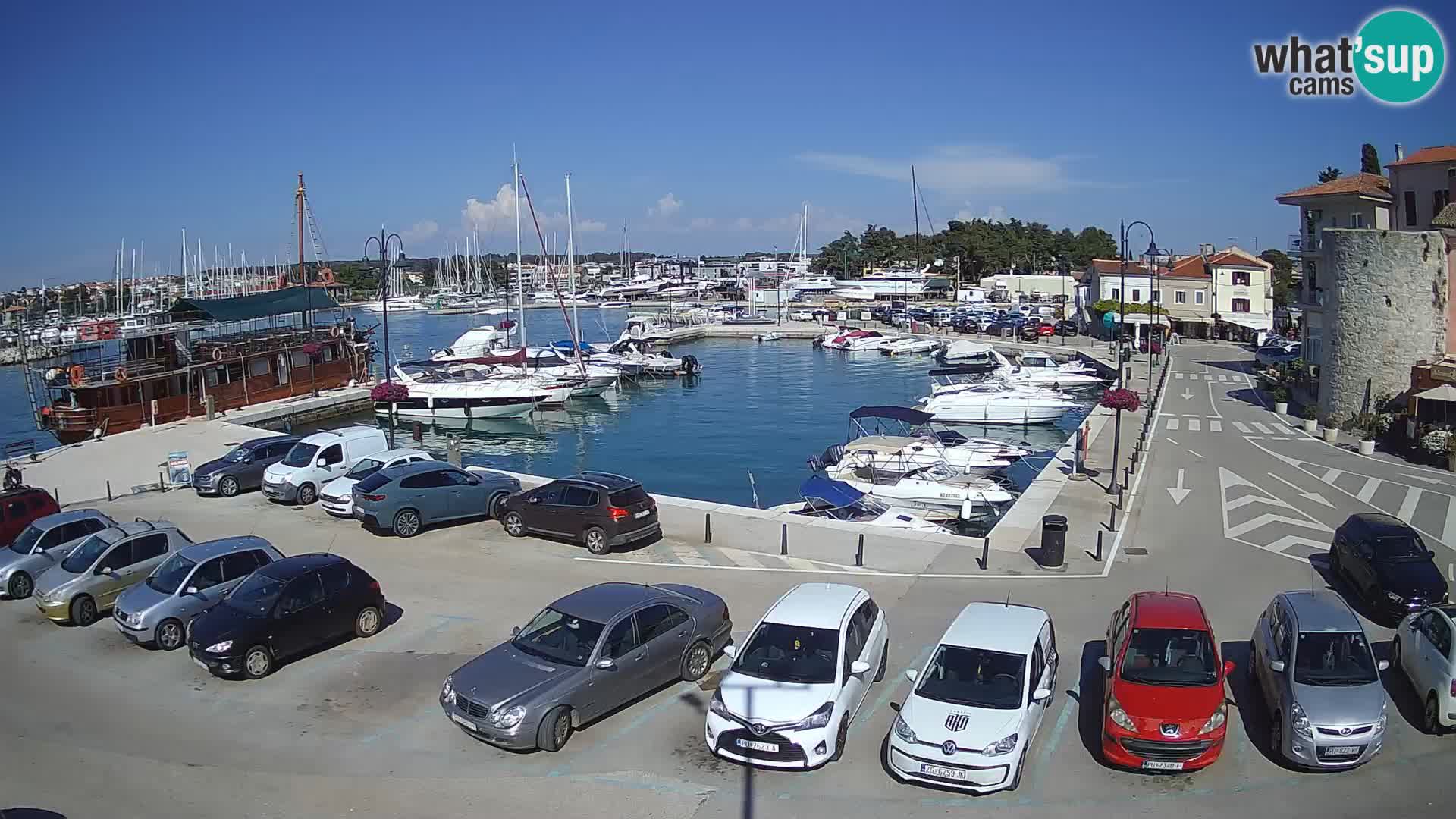 Novigrad | Porporela marina