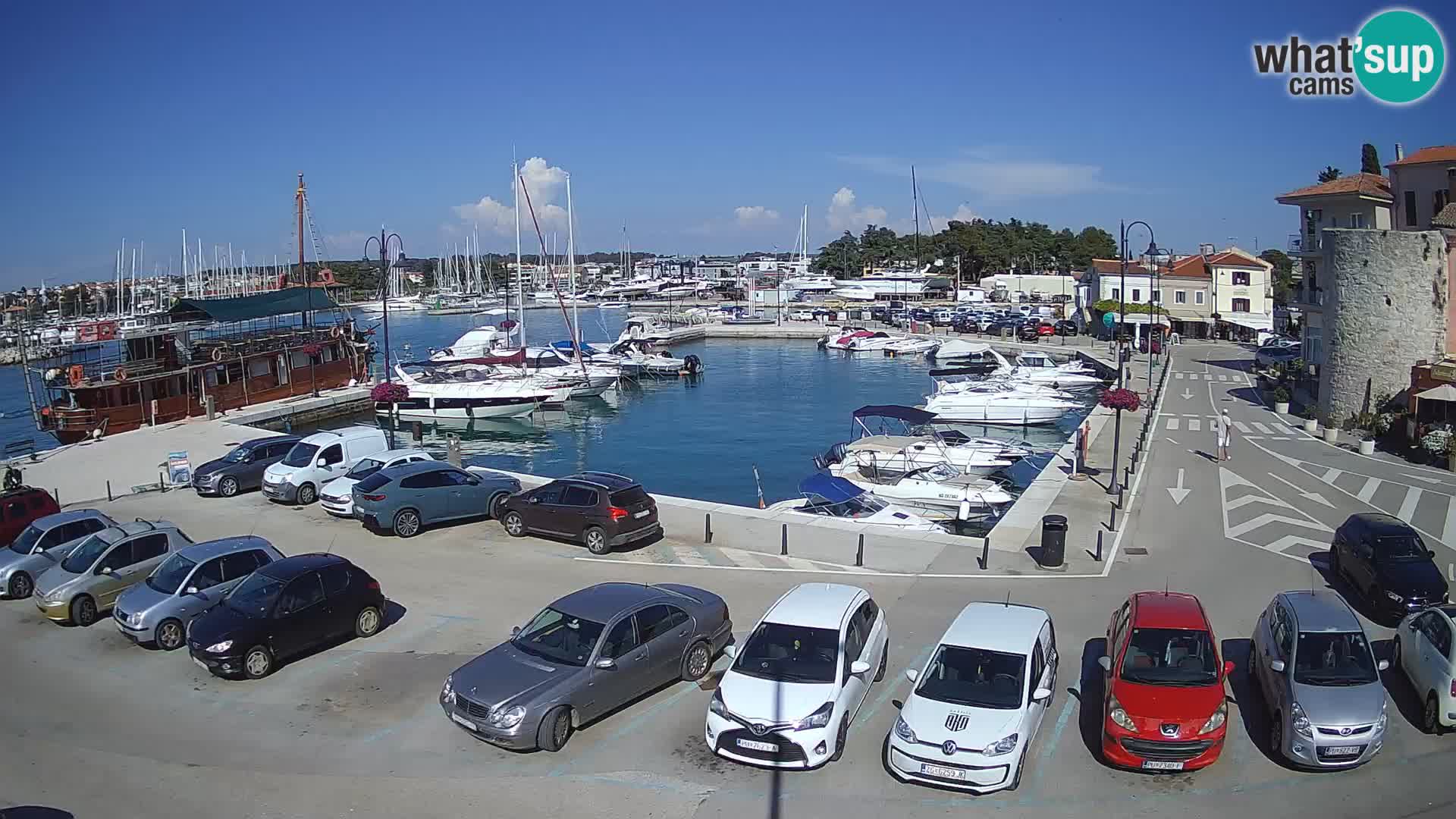 Novigrad | Porporela marina