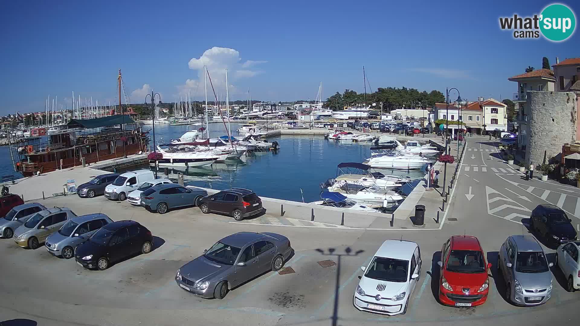 Novigrad | Porporela marina