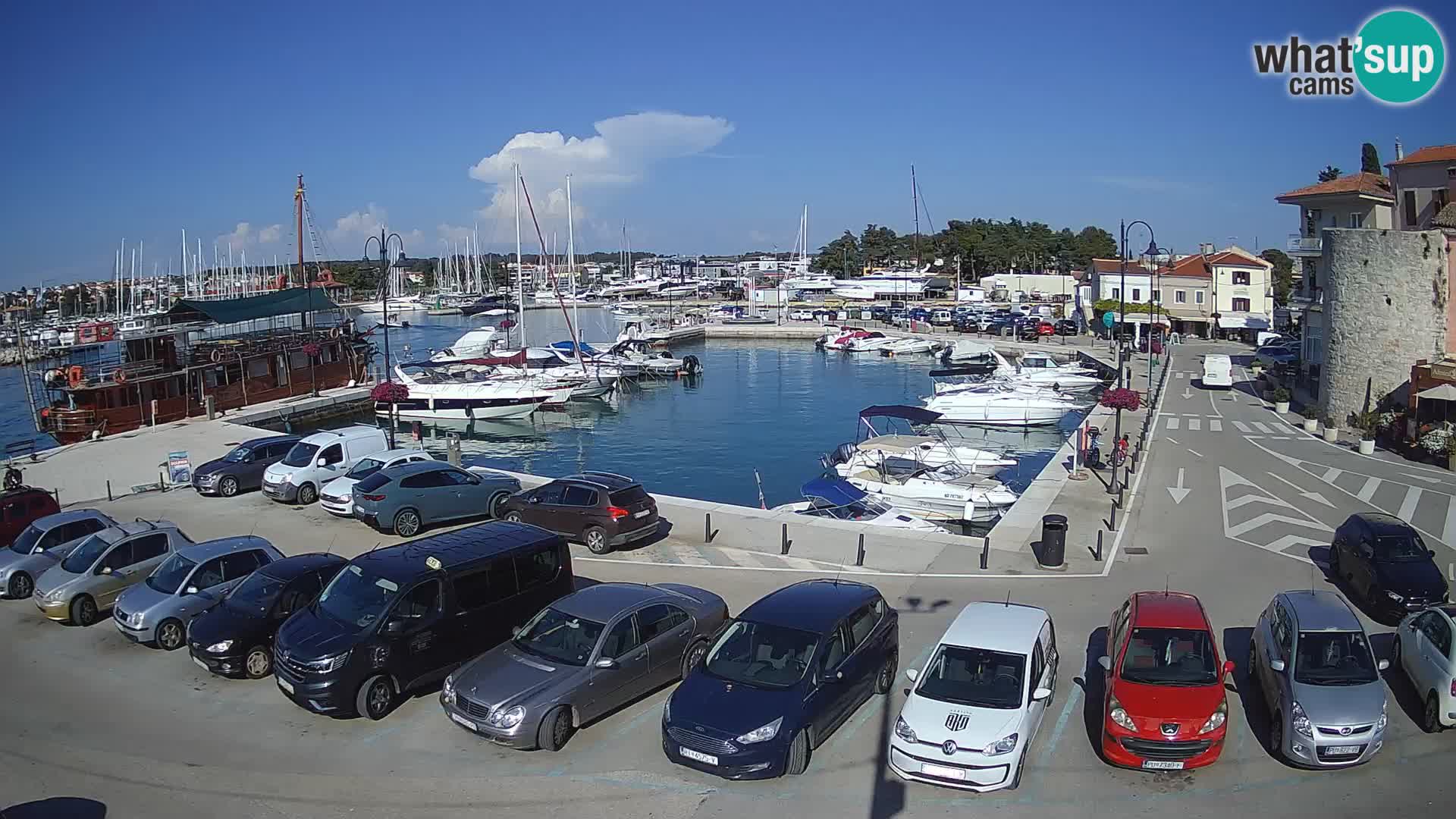 Novigrad | Porporela marina