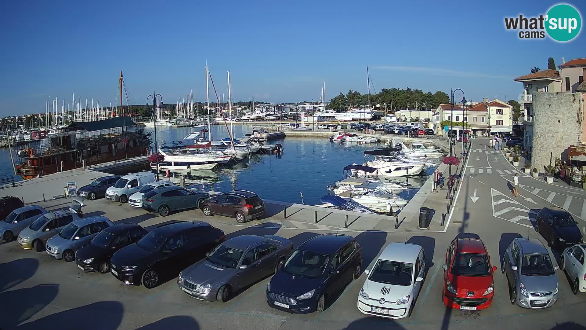 Novigrad | Porporela marina