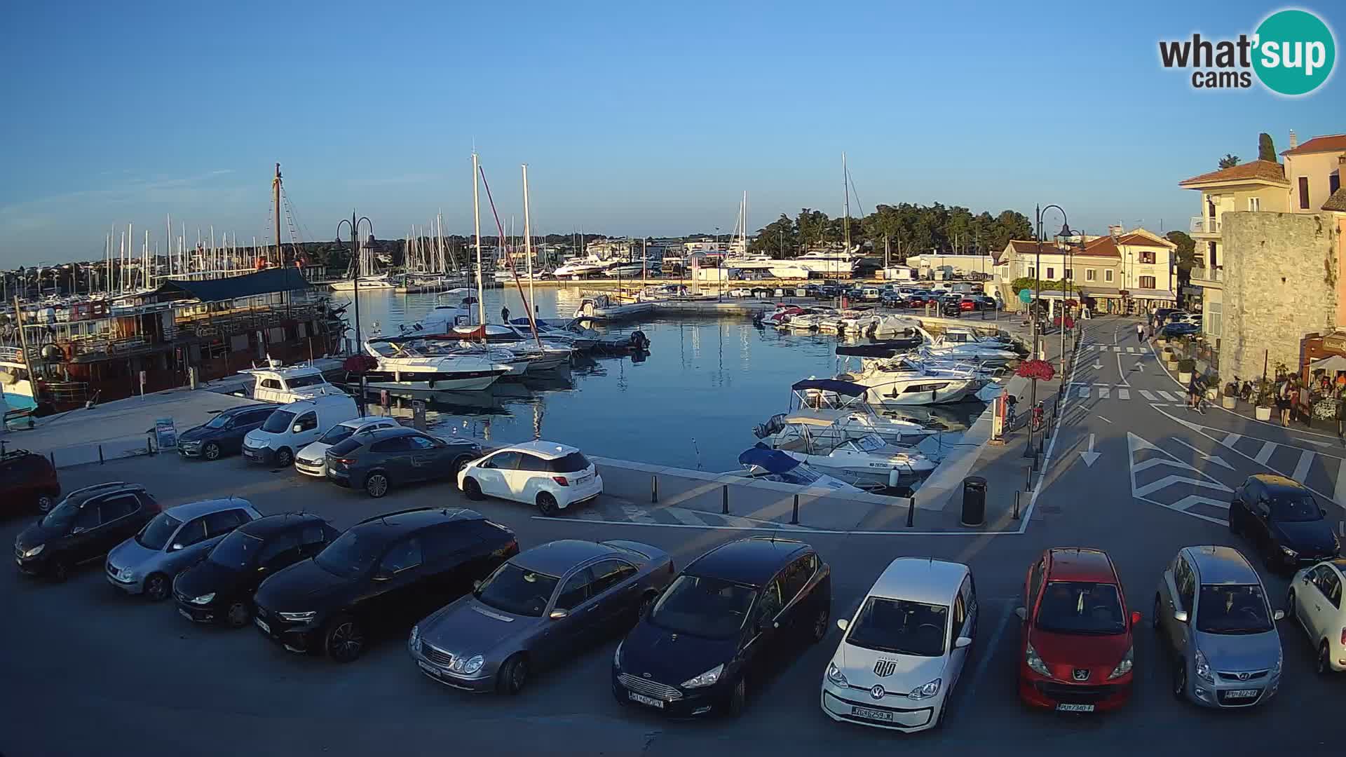 Novigrad | Porporela marina