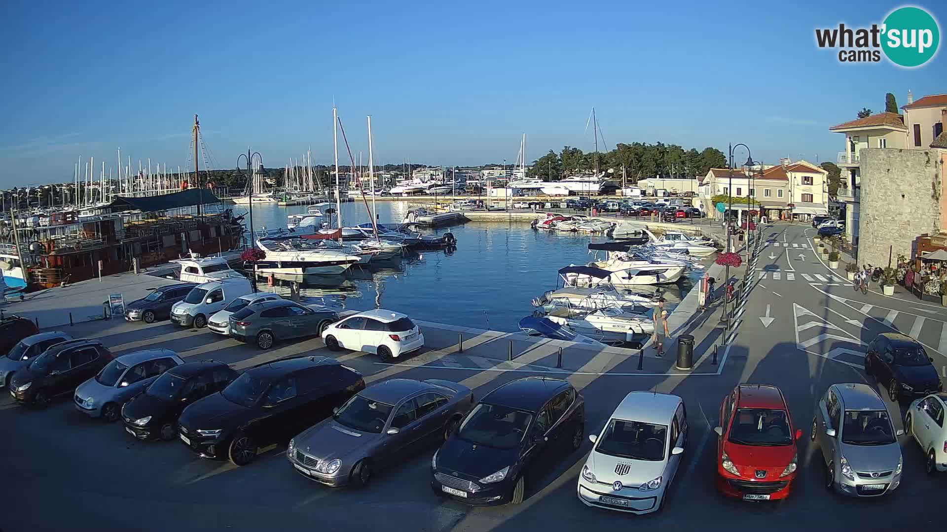 Novigrad | Porporela marina