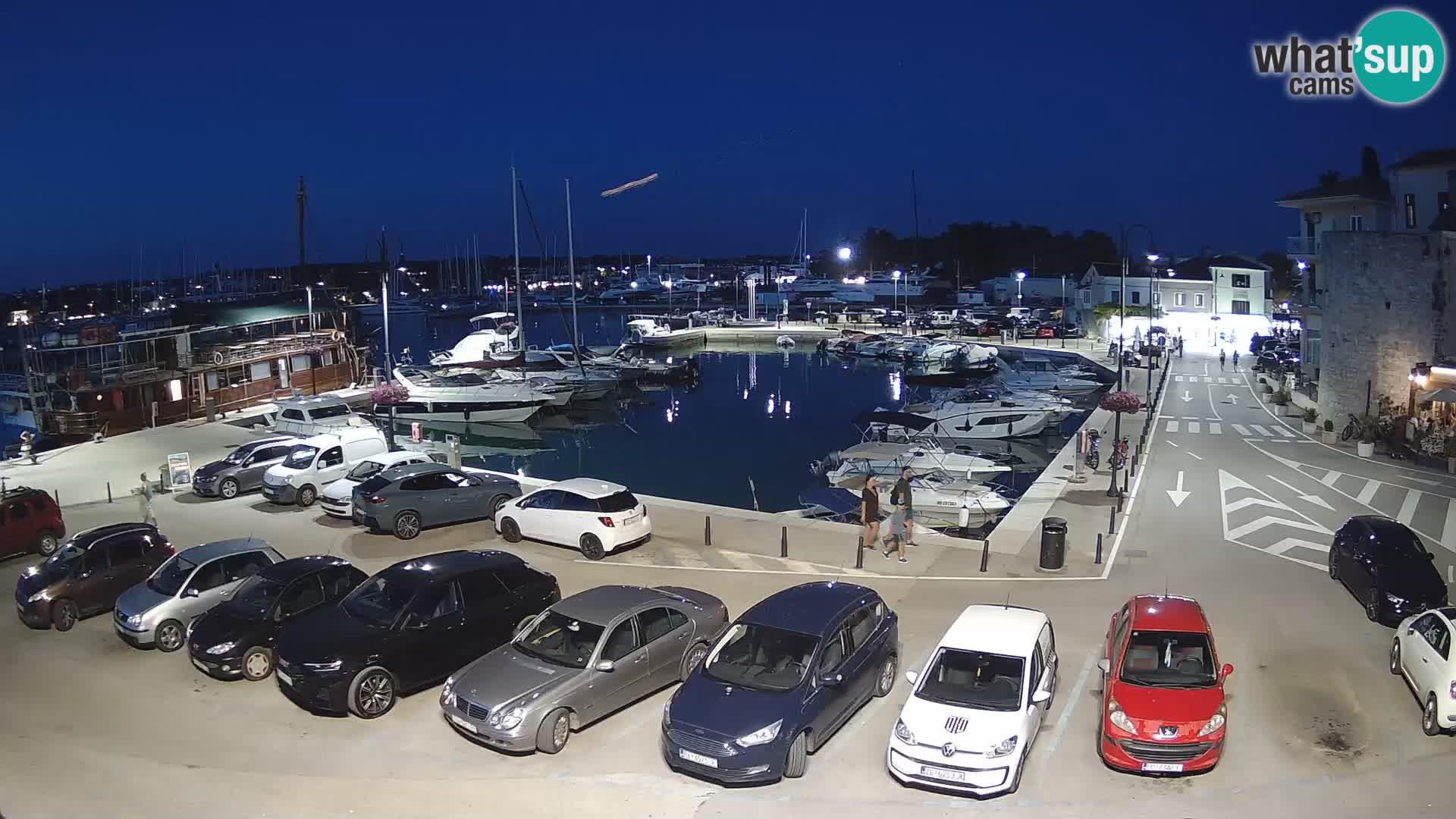 Novigrad | Porporela marina