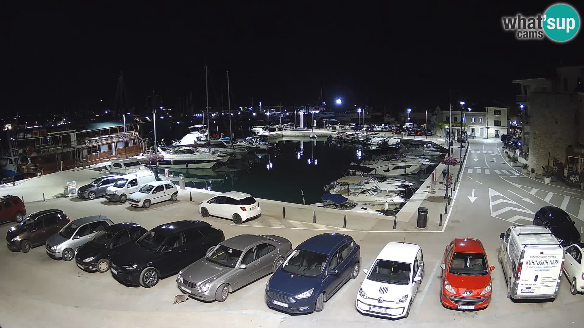 Novigrad | Porporela marina