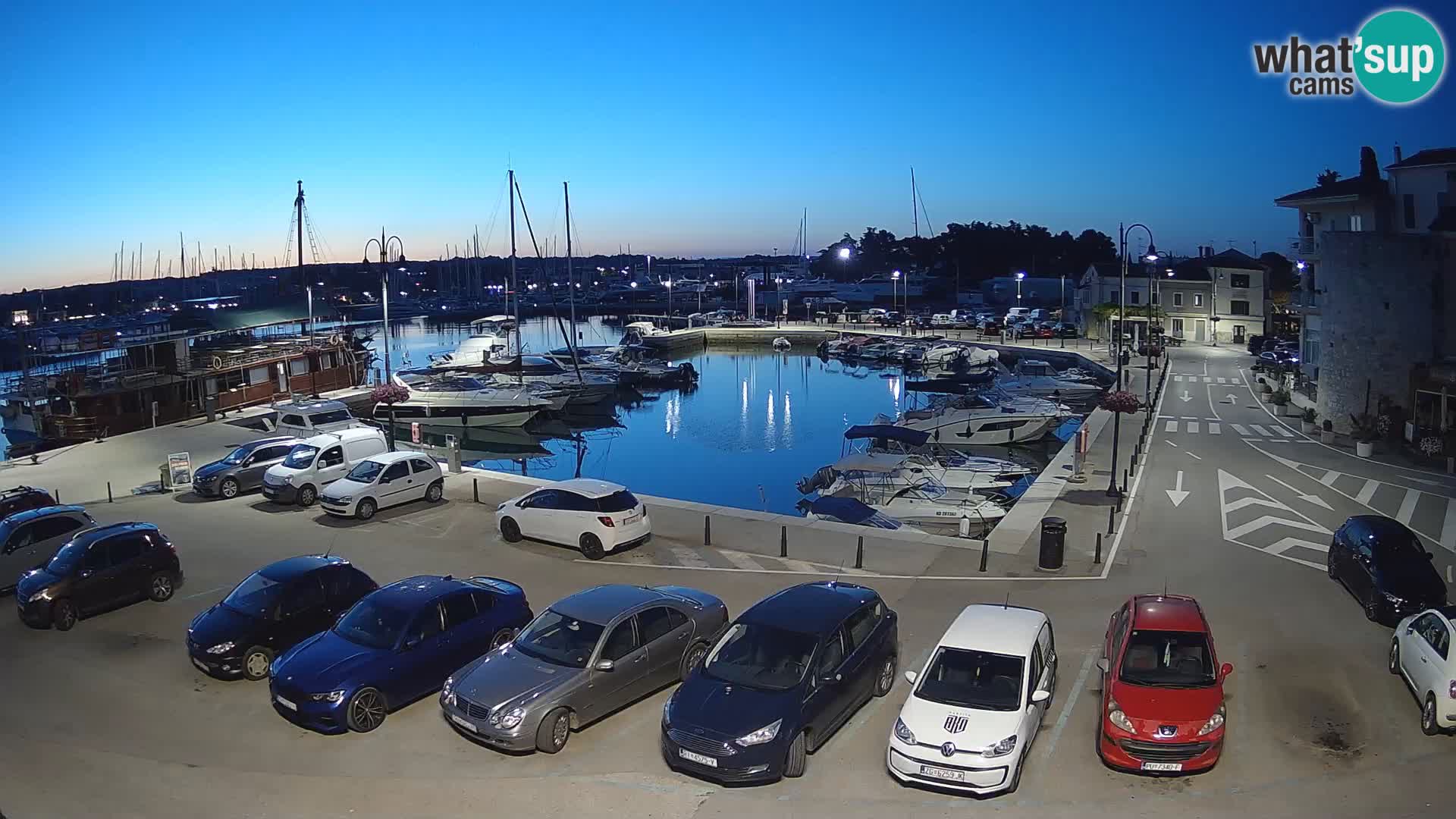 Novigrad | Porporela marina
