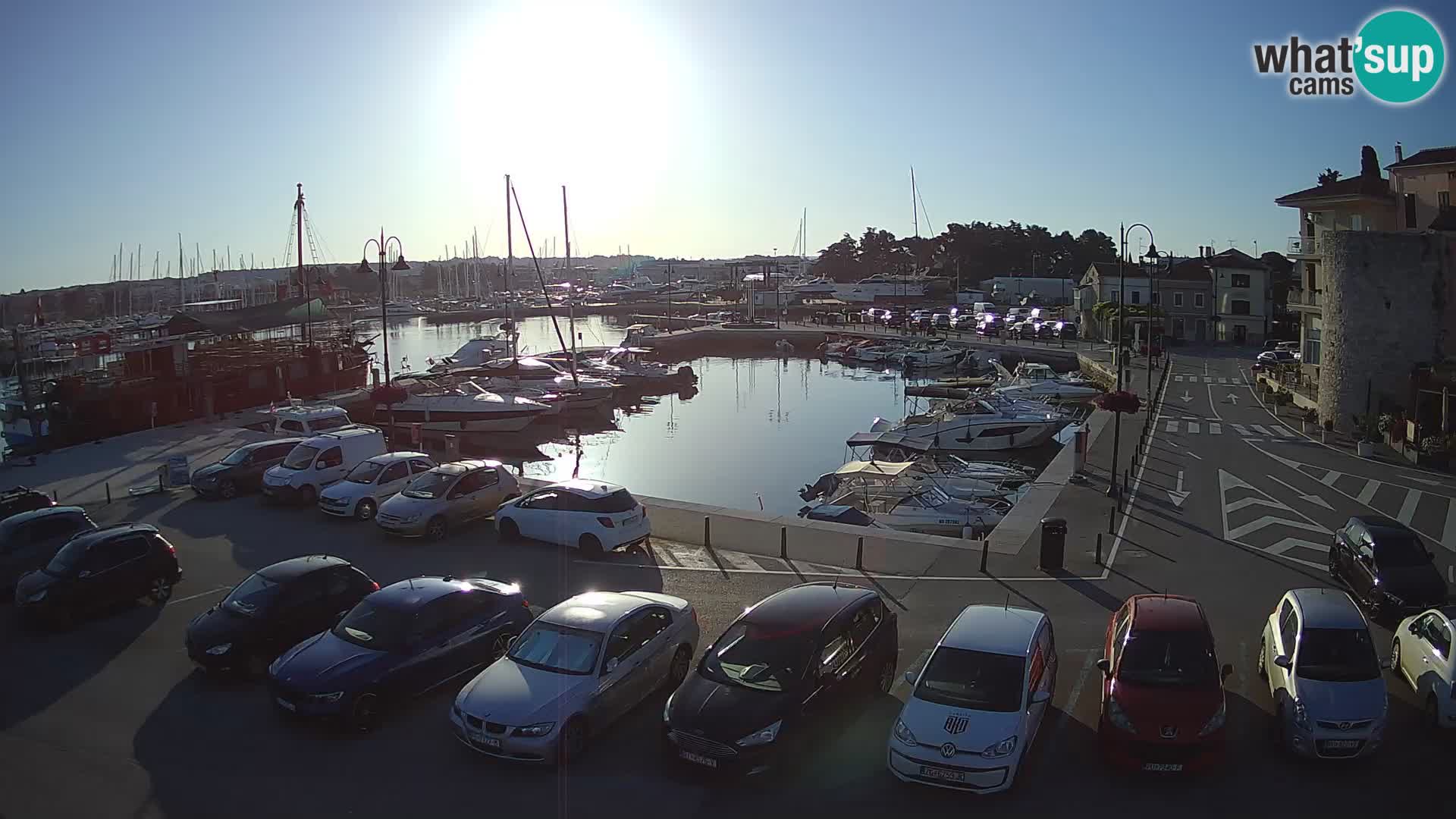 Novigrad | Porporela marina