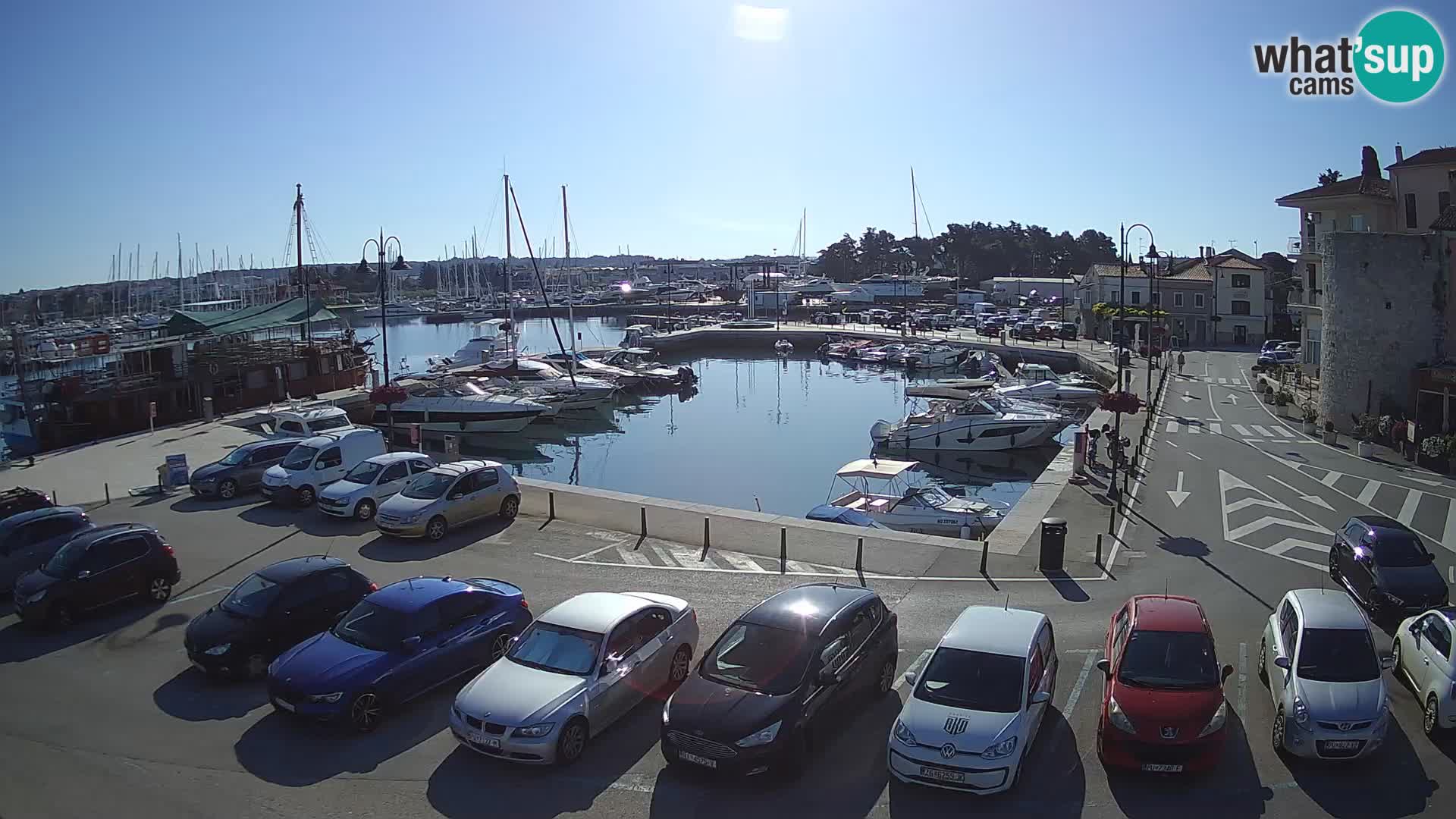 Novigrad | Porporela marina