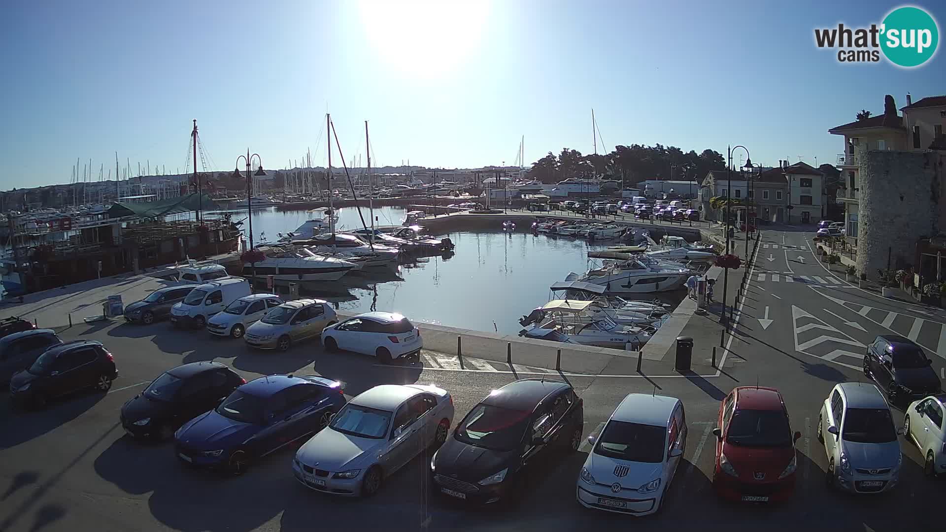 Novigrad | Porporela marina