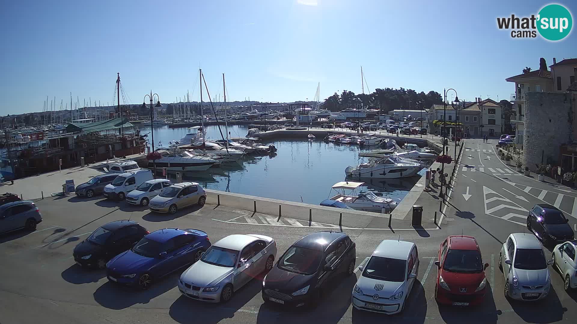 Novigrad | Porporela marina