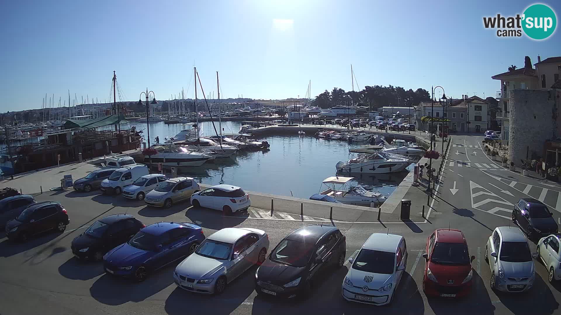 Novigrad | Porporela marina