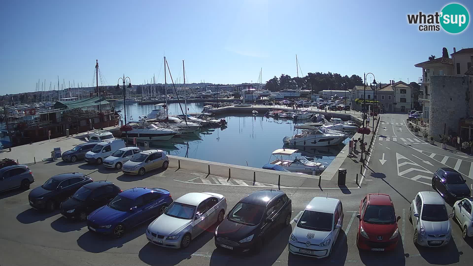 Novigrad | Porporela marina