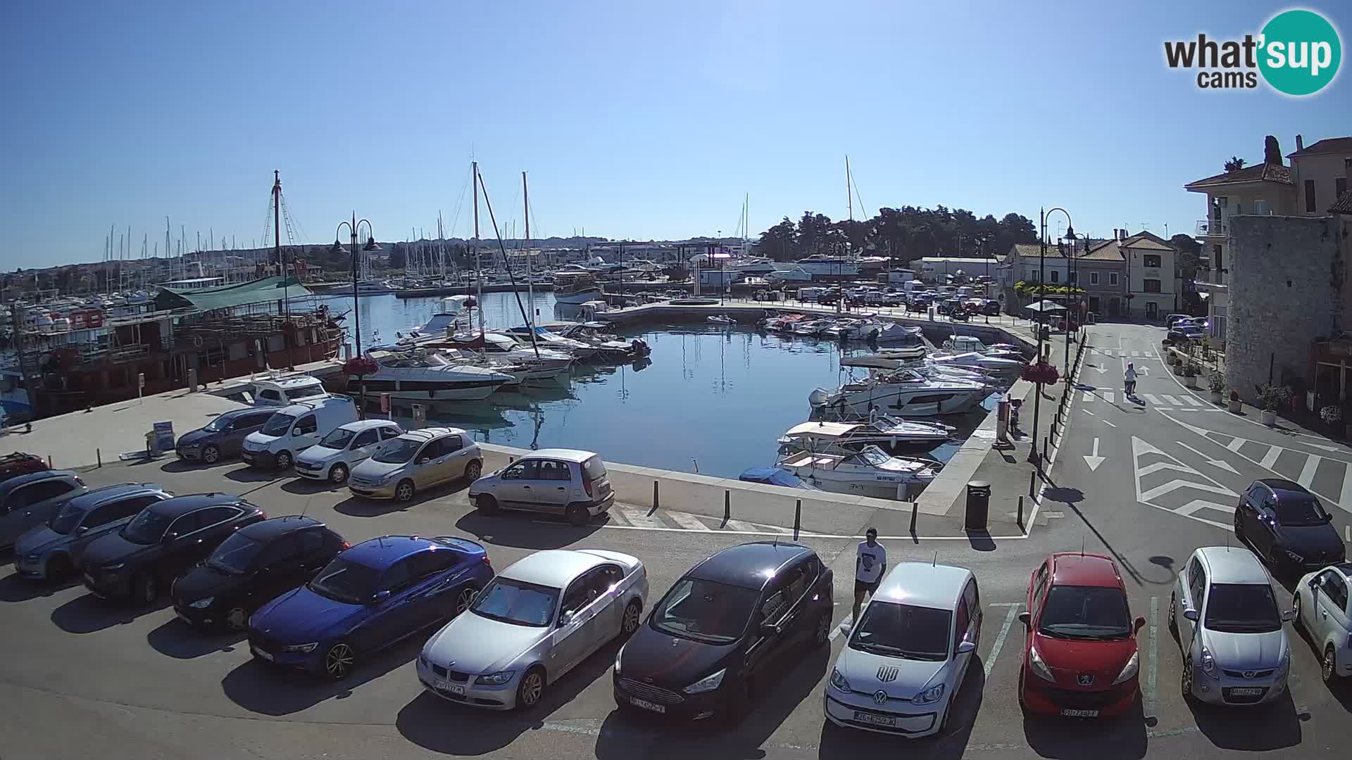 Novigrad | Porporela marina