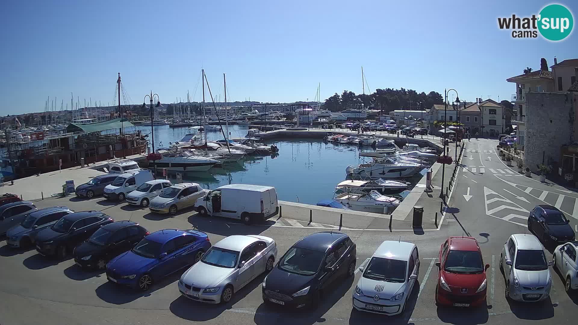 Novigrad | Porporela marina