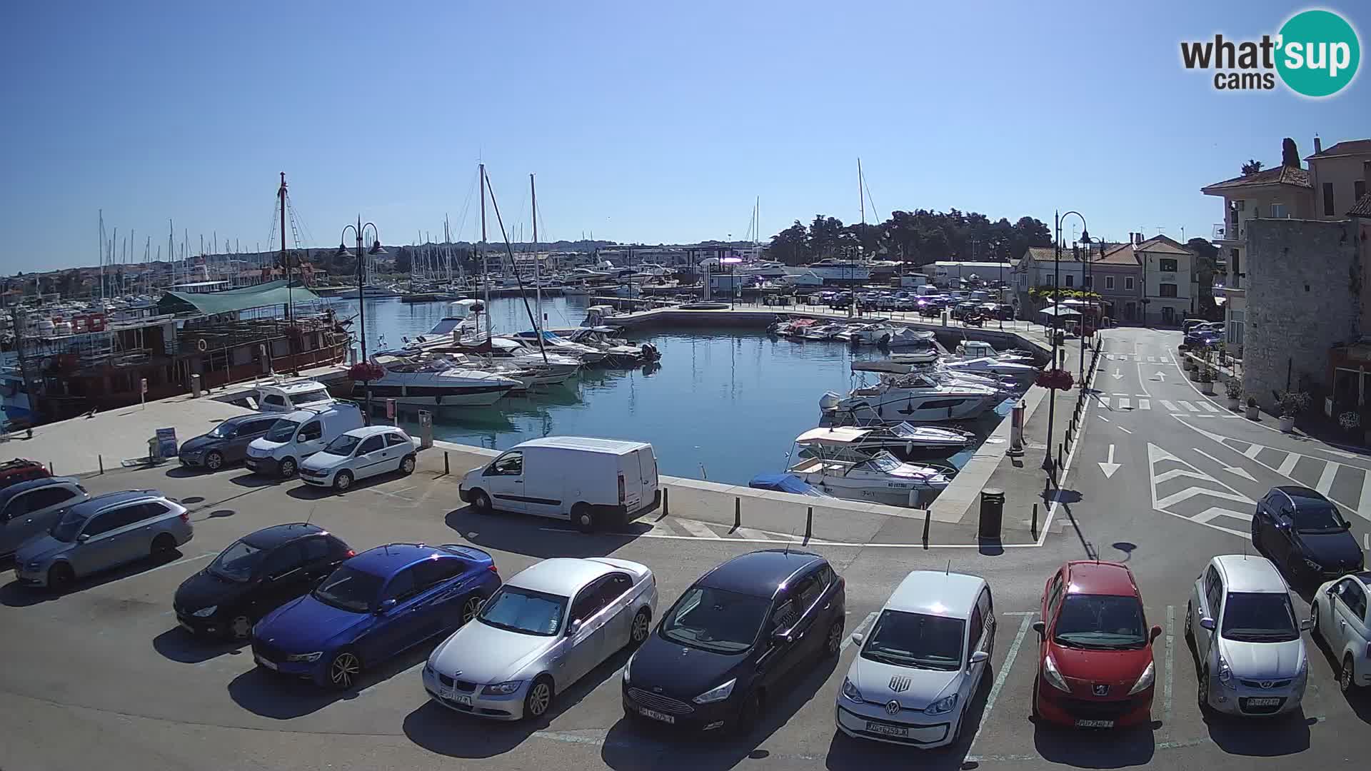 Novigrad | Porporela marina
