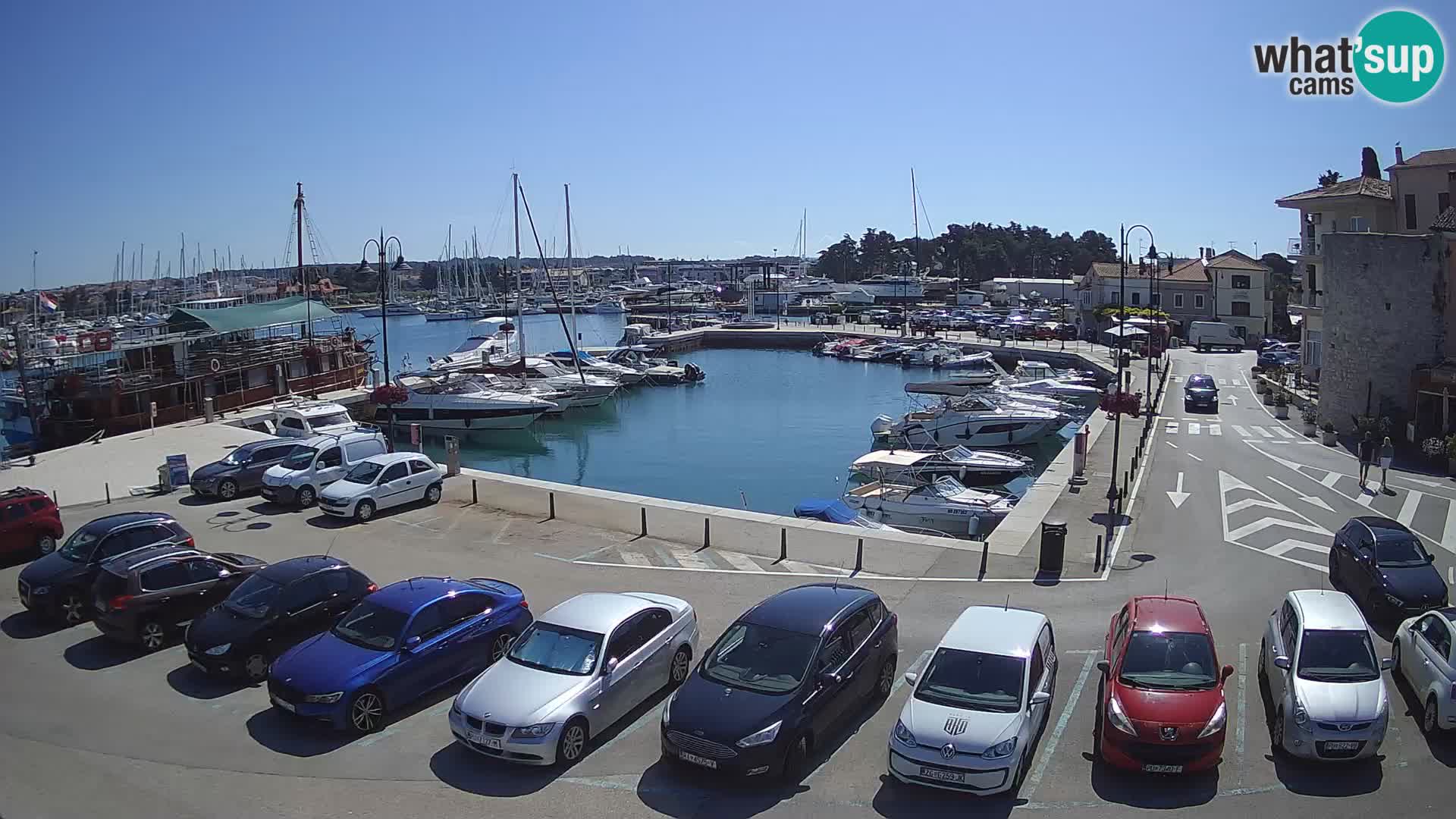 Novigrad | Porporela marina